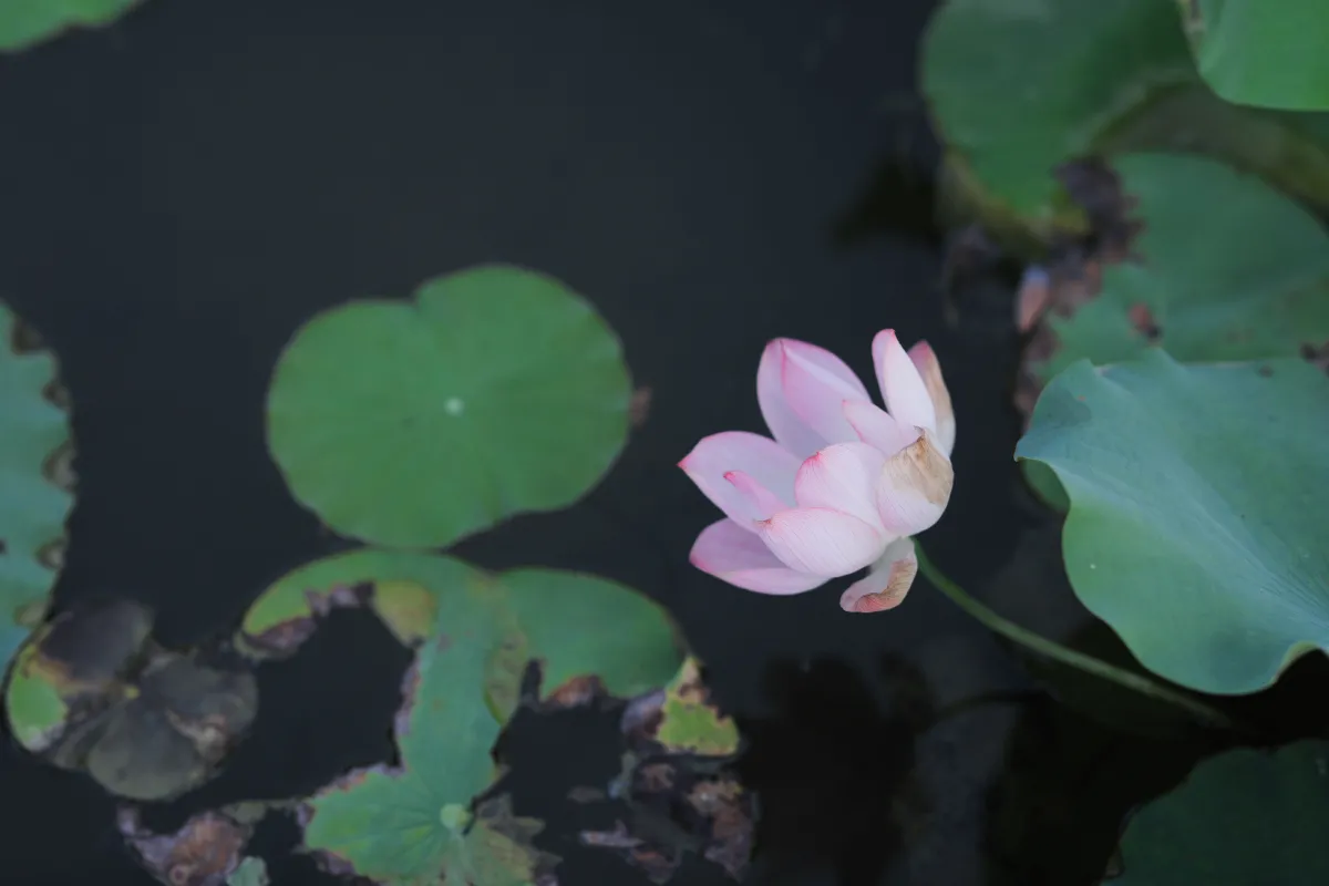 芙蓉