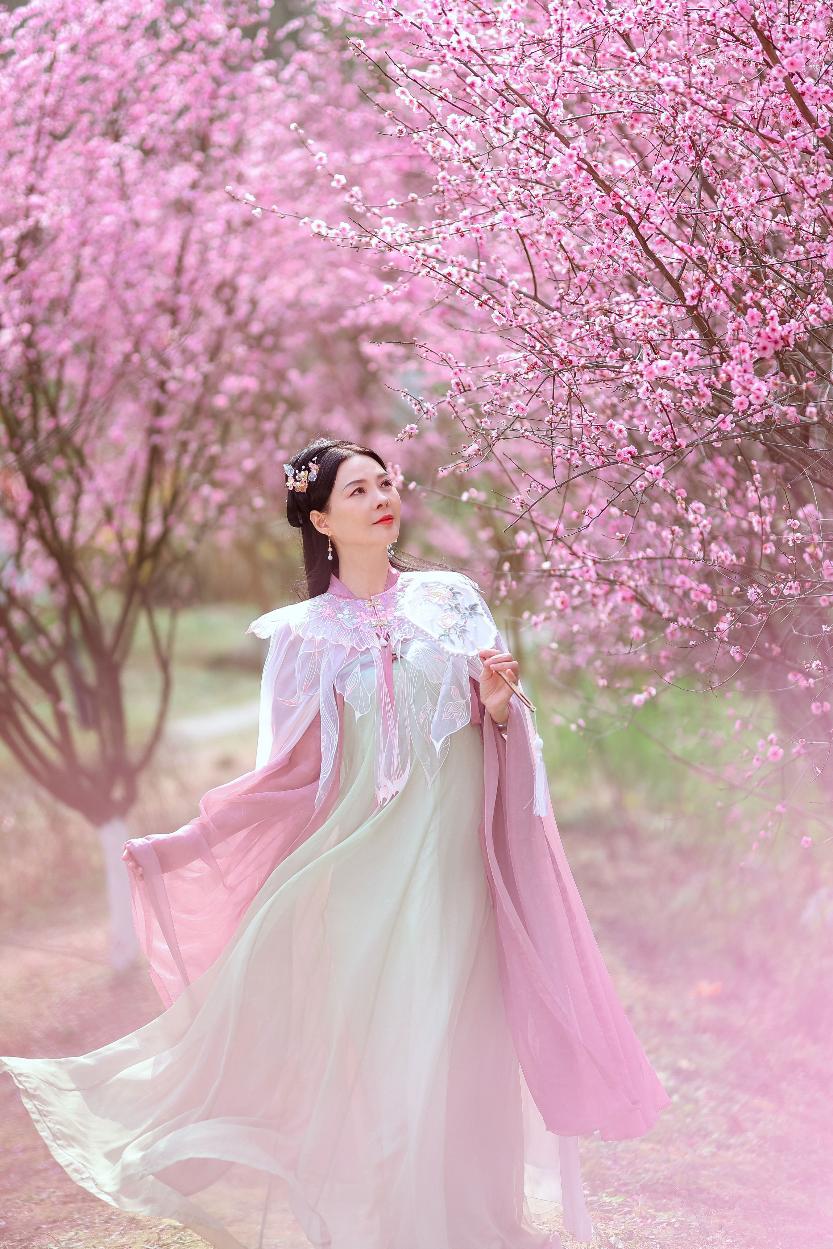 暖春樱色