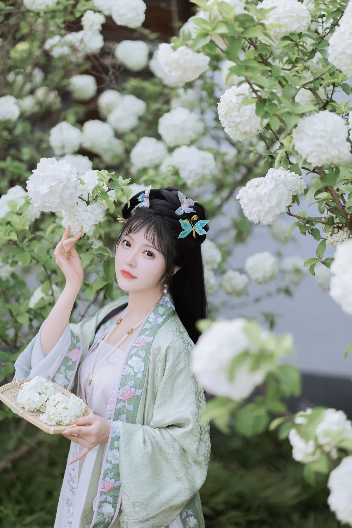 探春