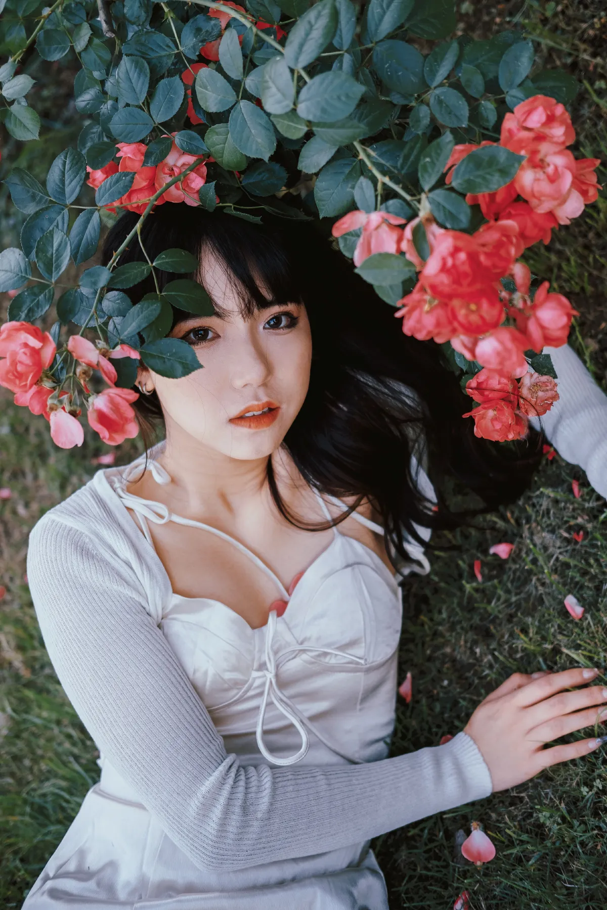 蔷薇花下1