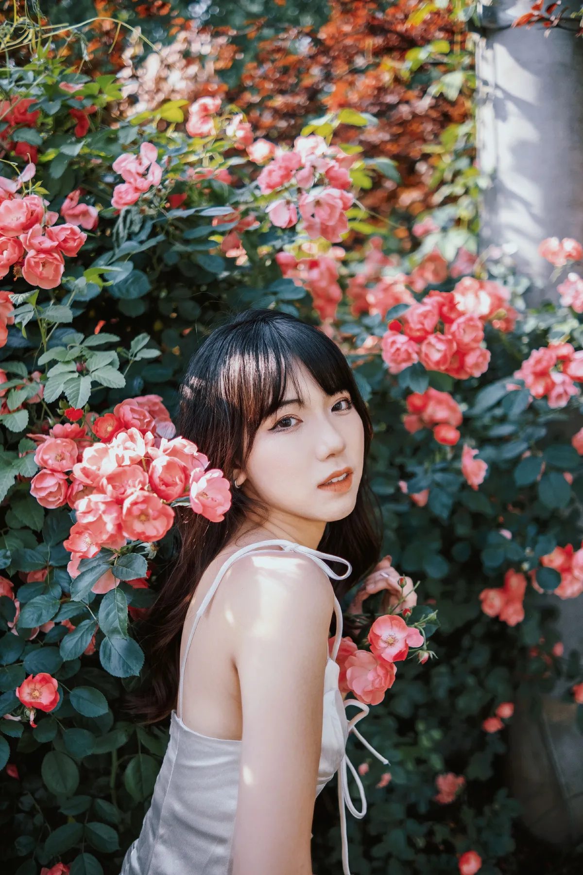 蔷薇花下2