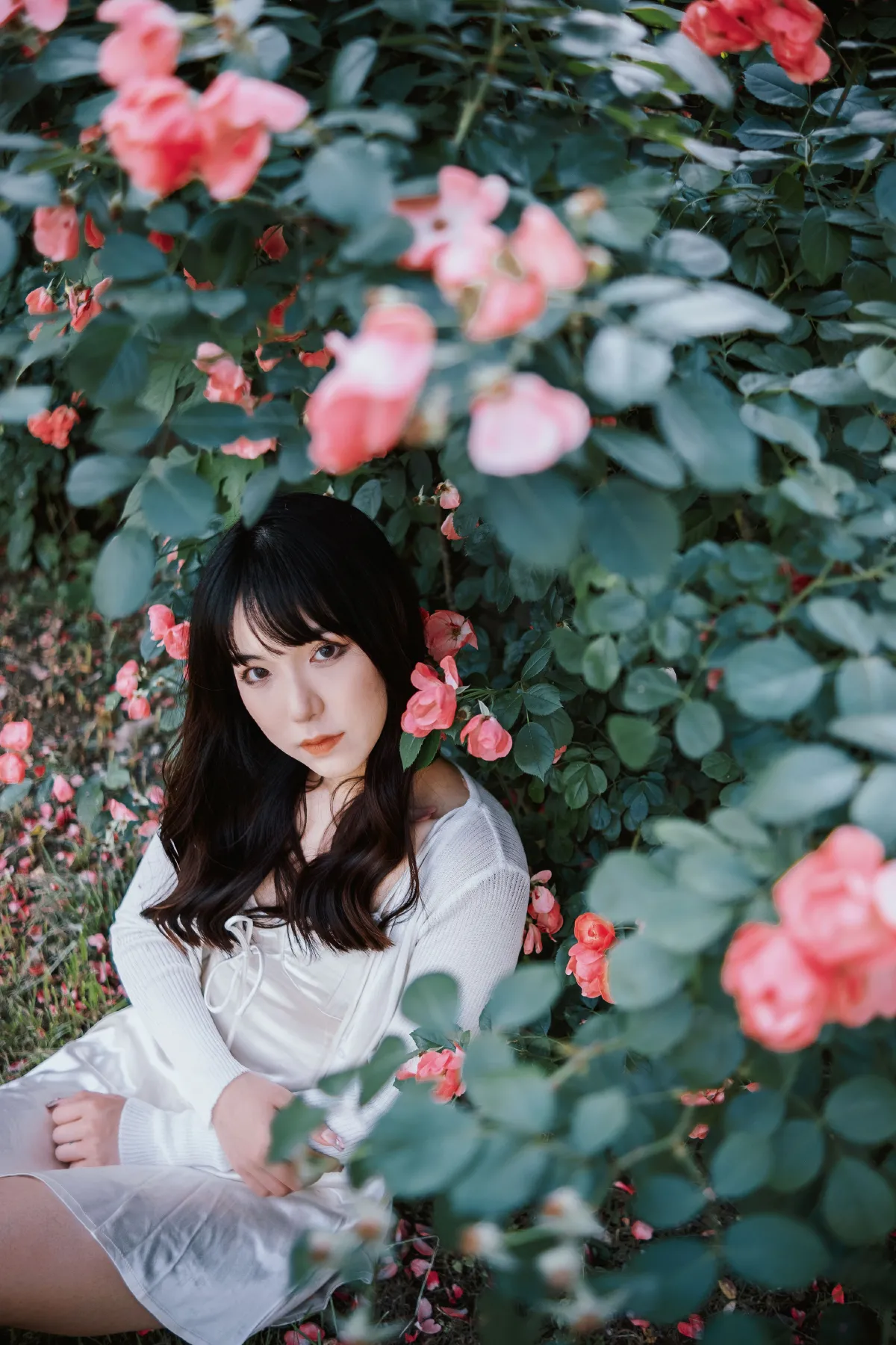 蔷薇花下
