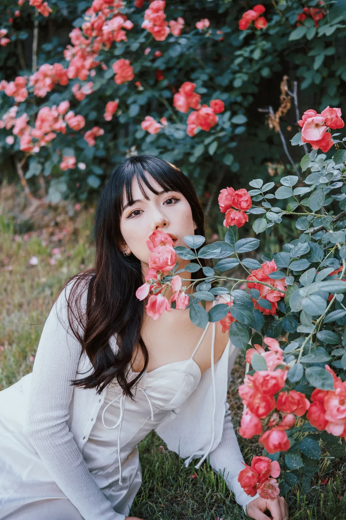 蔷薇花下3