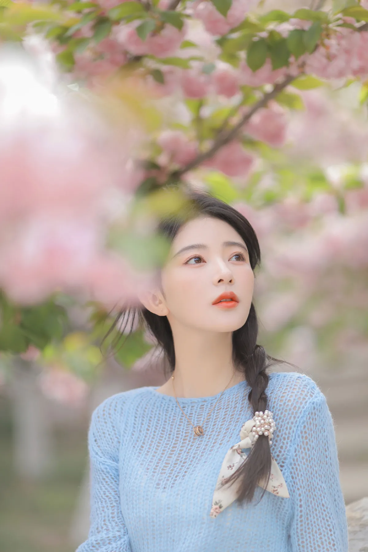 粉蓝晚樱