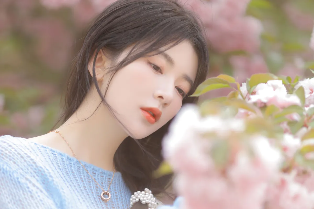 粉蓝晚樱