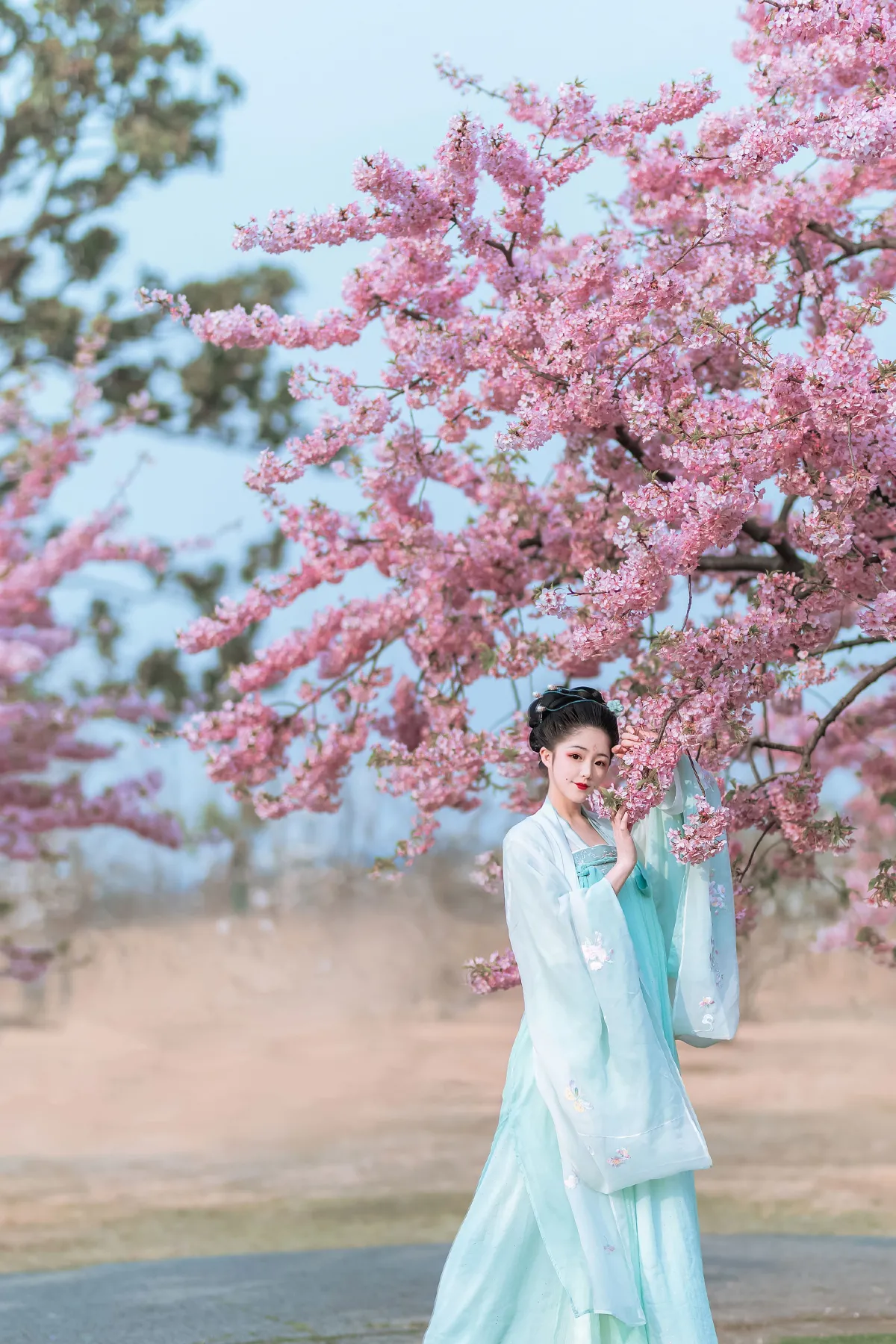 樱花美人