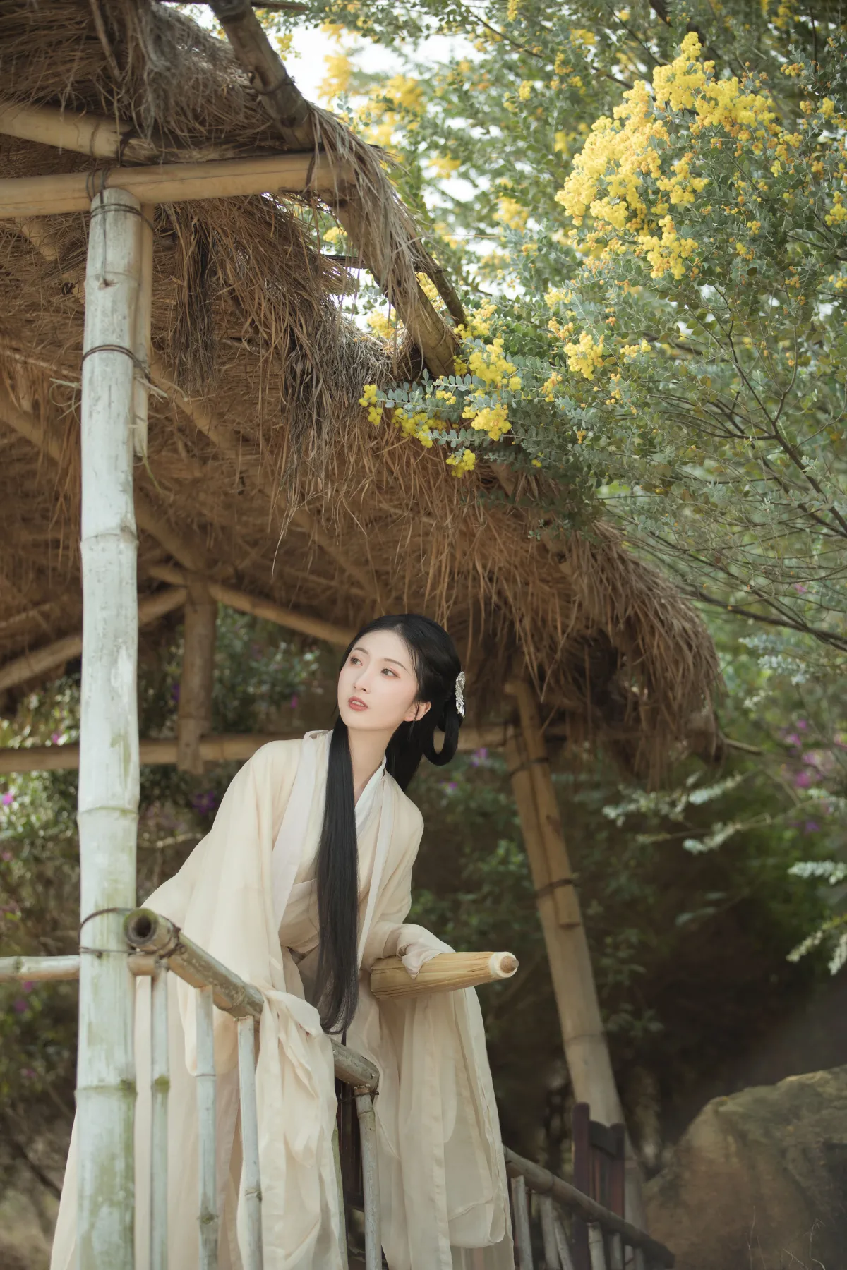 合欢枝3