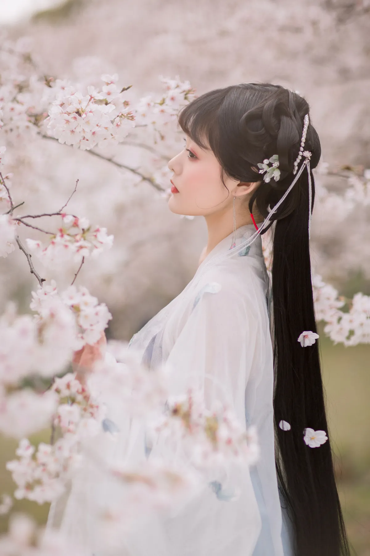 樱