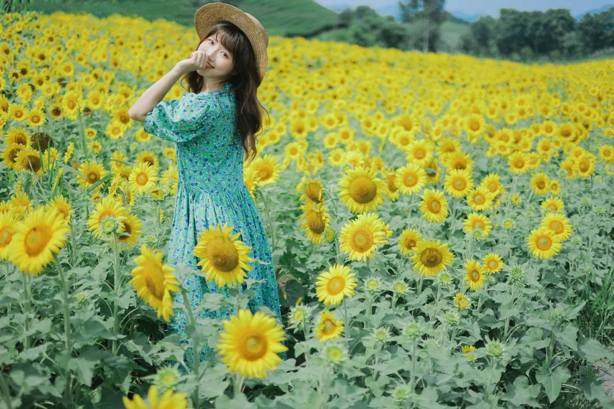 向日葵的夏日