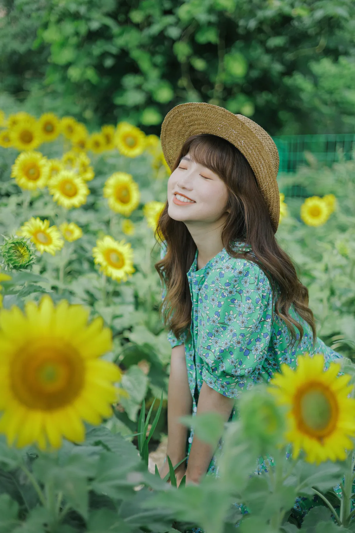 向日葵的夏日