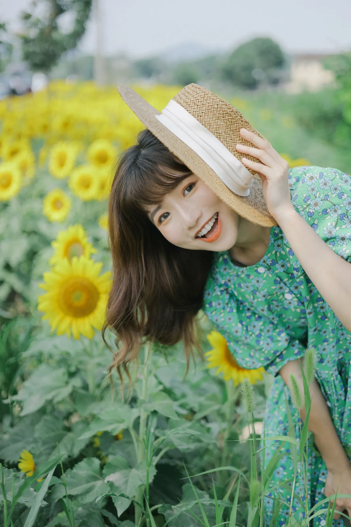 向日葵的夏日2