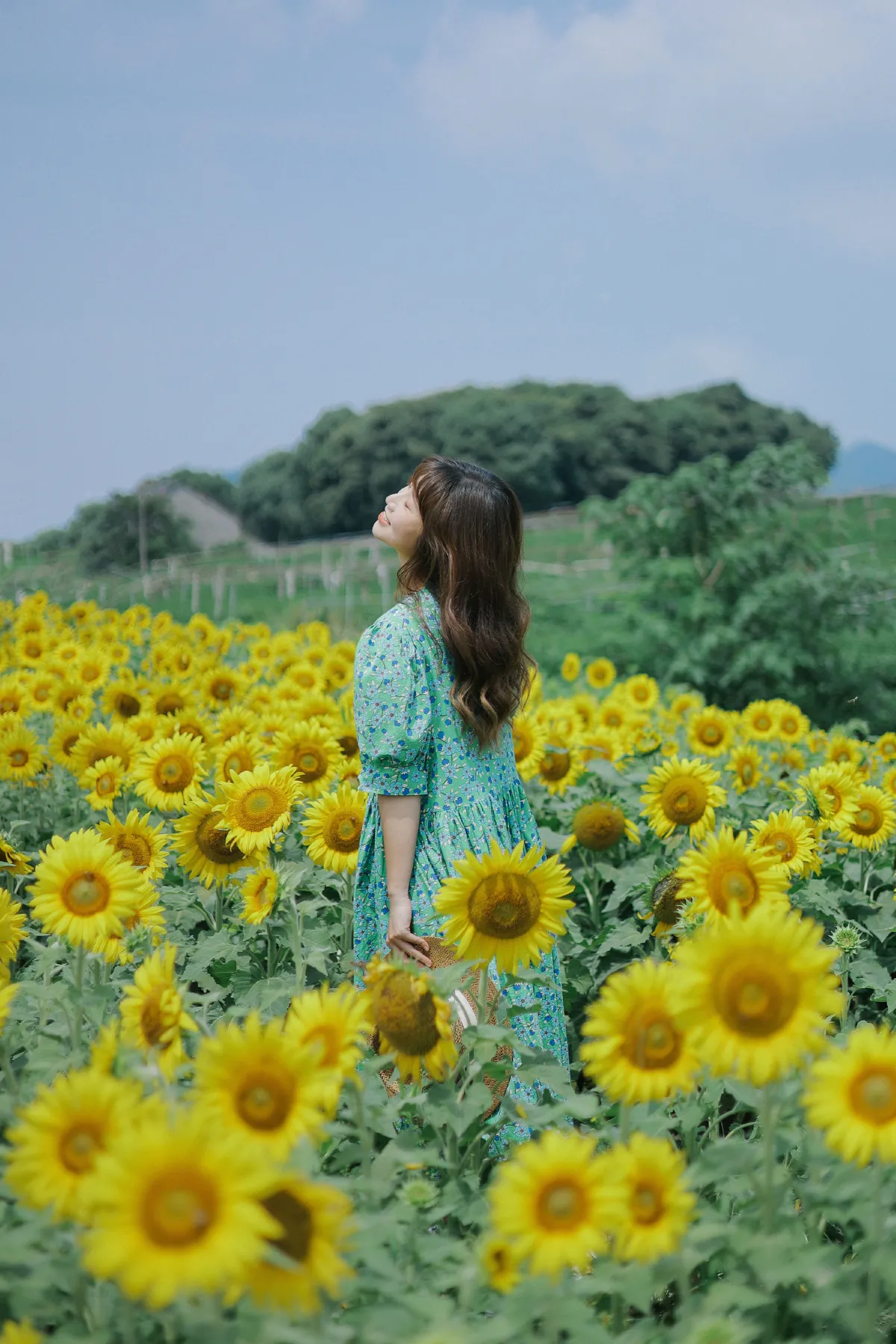 向日葵的夏日