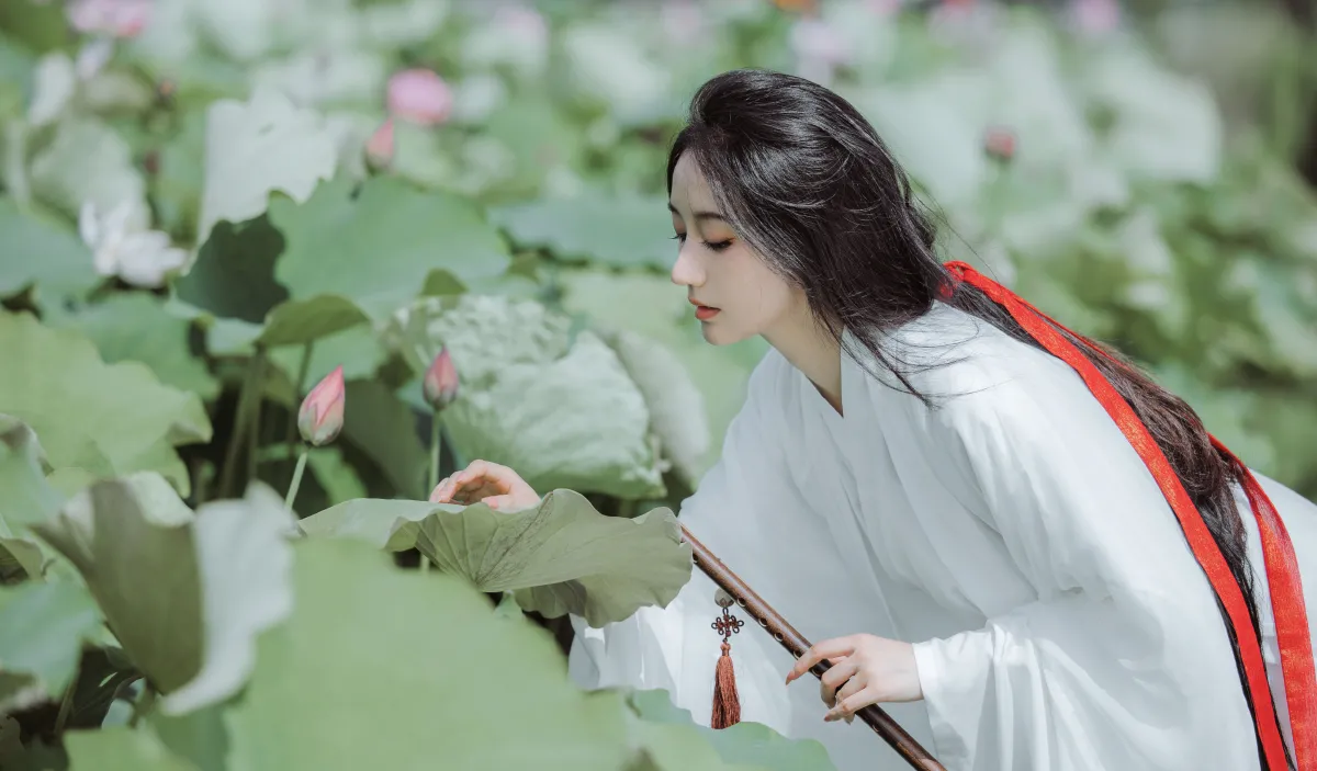 荷花