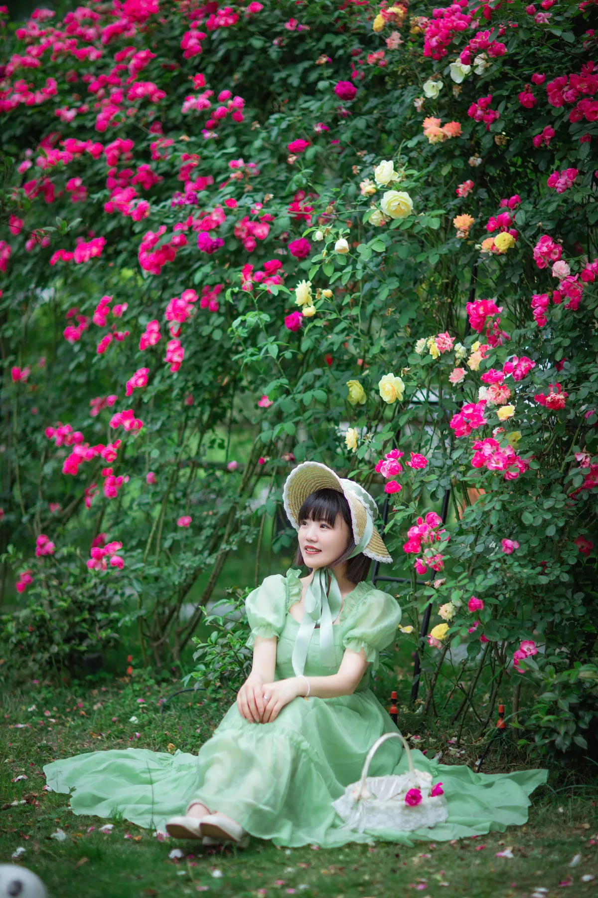 蔷薇花开