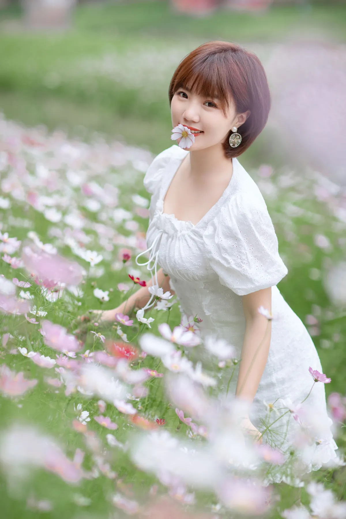 格桑花开