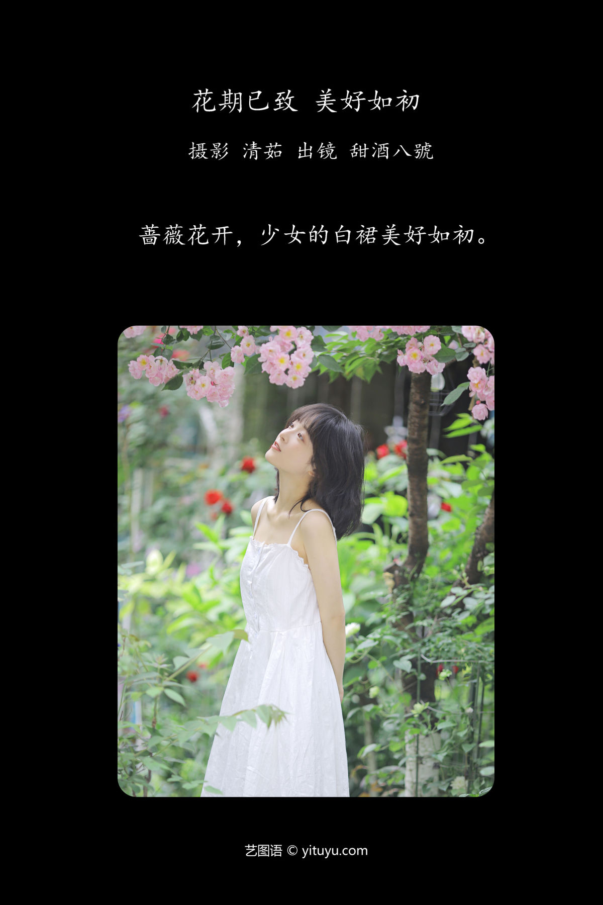 清茹_甜酒八號《花期已致 美好如初》美图作品图片2