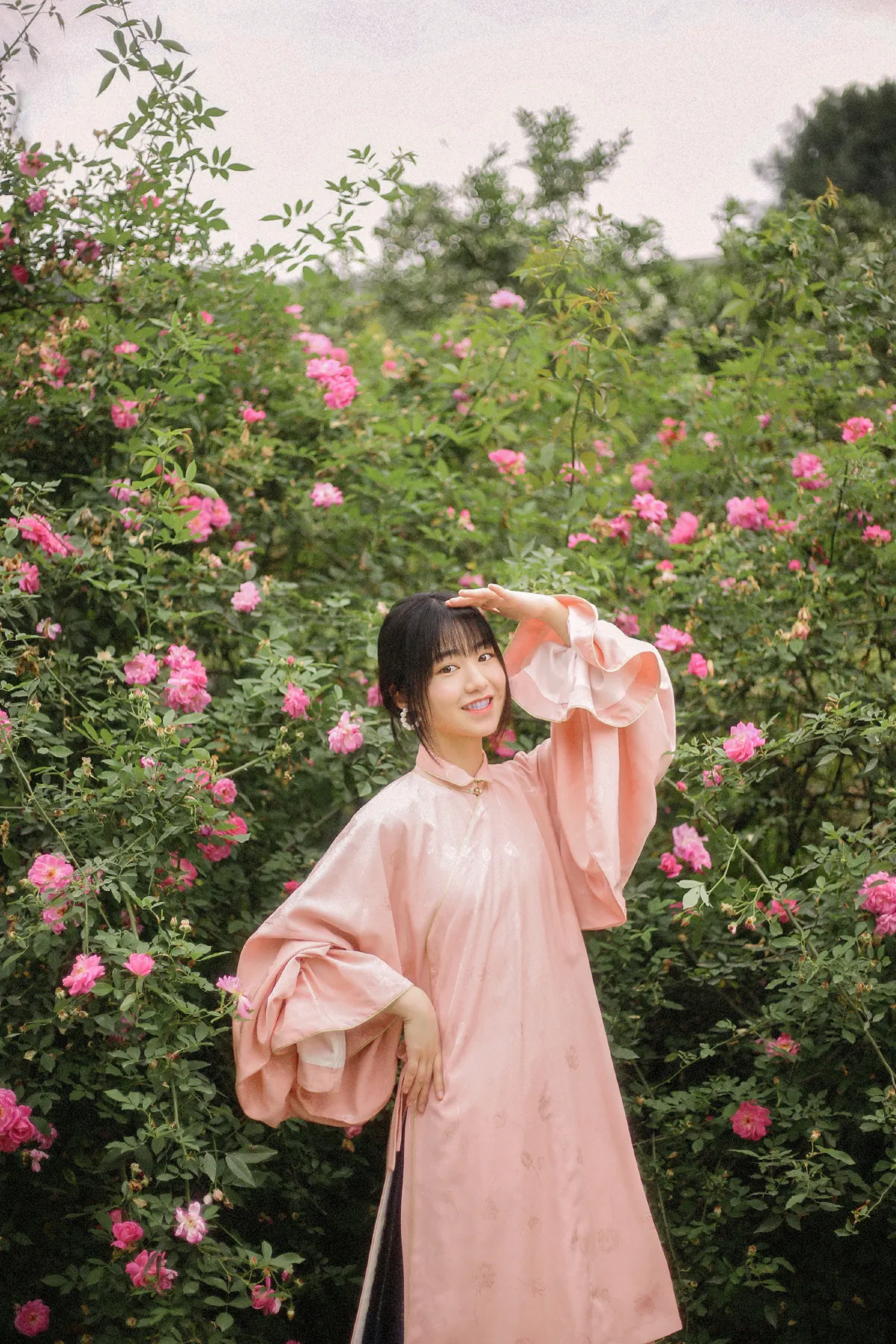 蔷薇花开