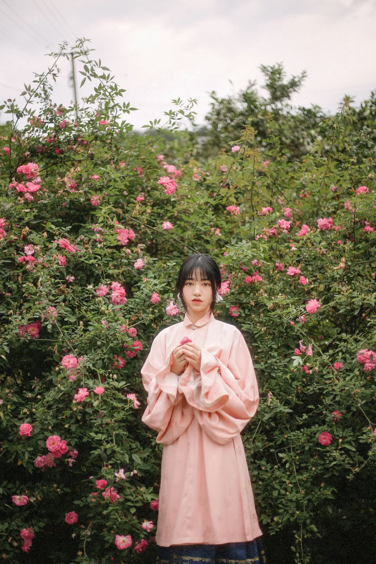 蔷薇花开