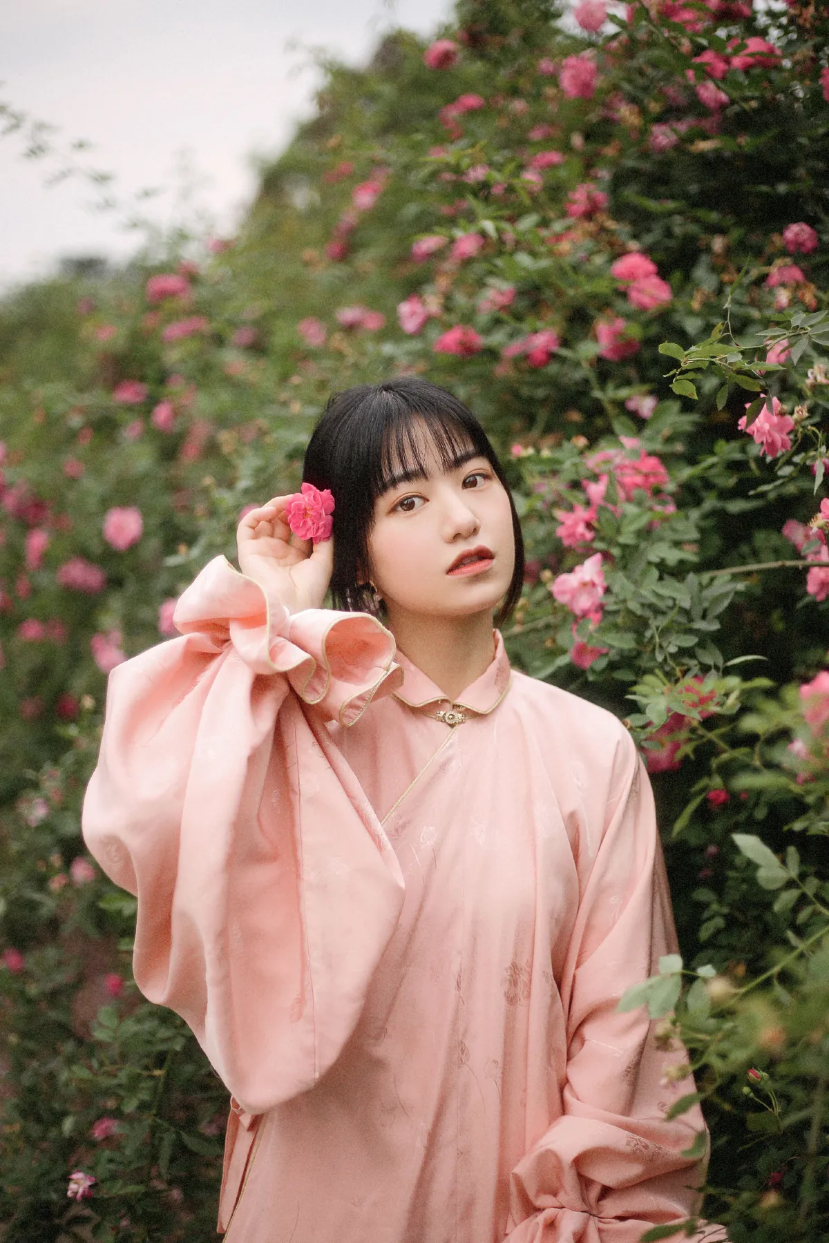 蔷薇花开