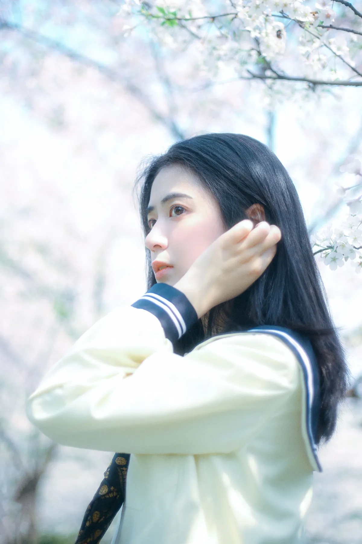 春日早樱