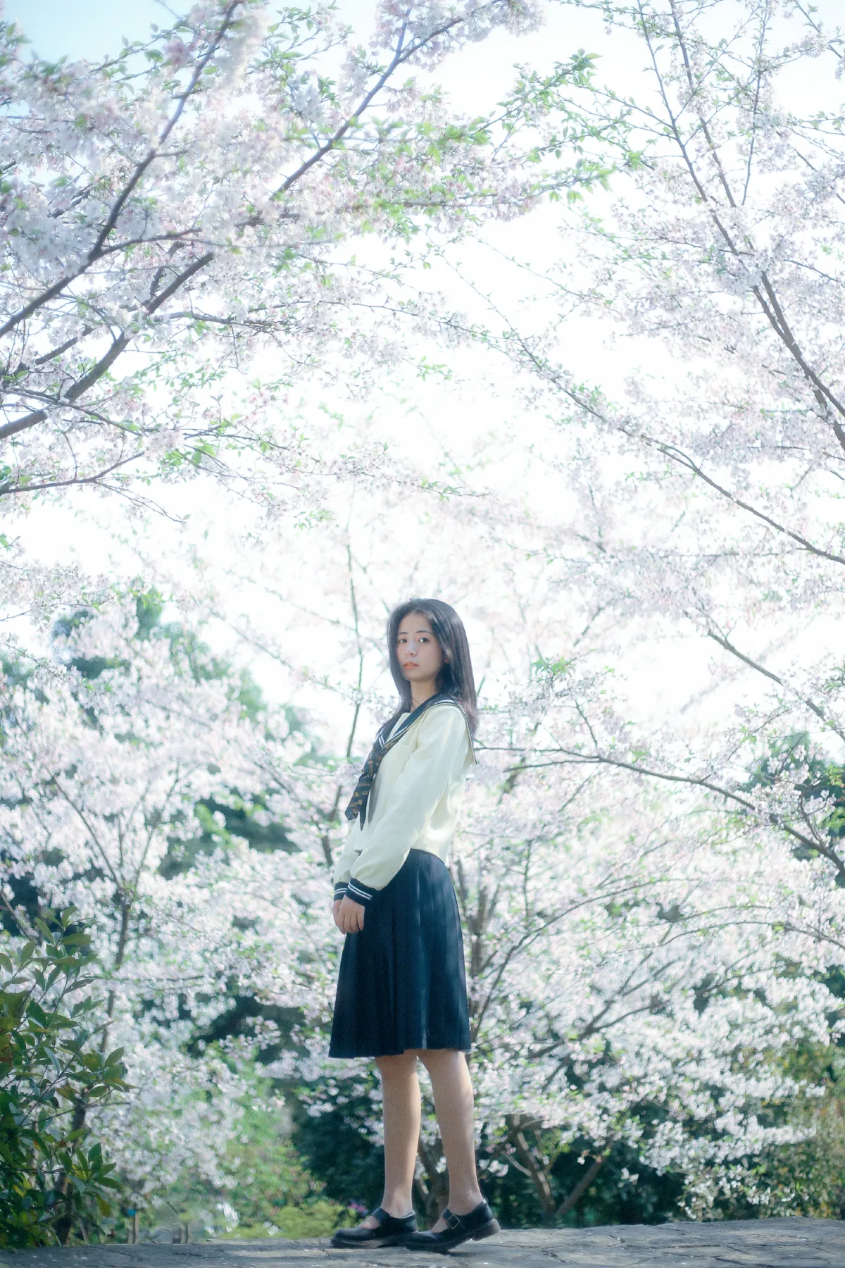 春日早樱