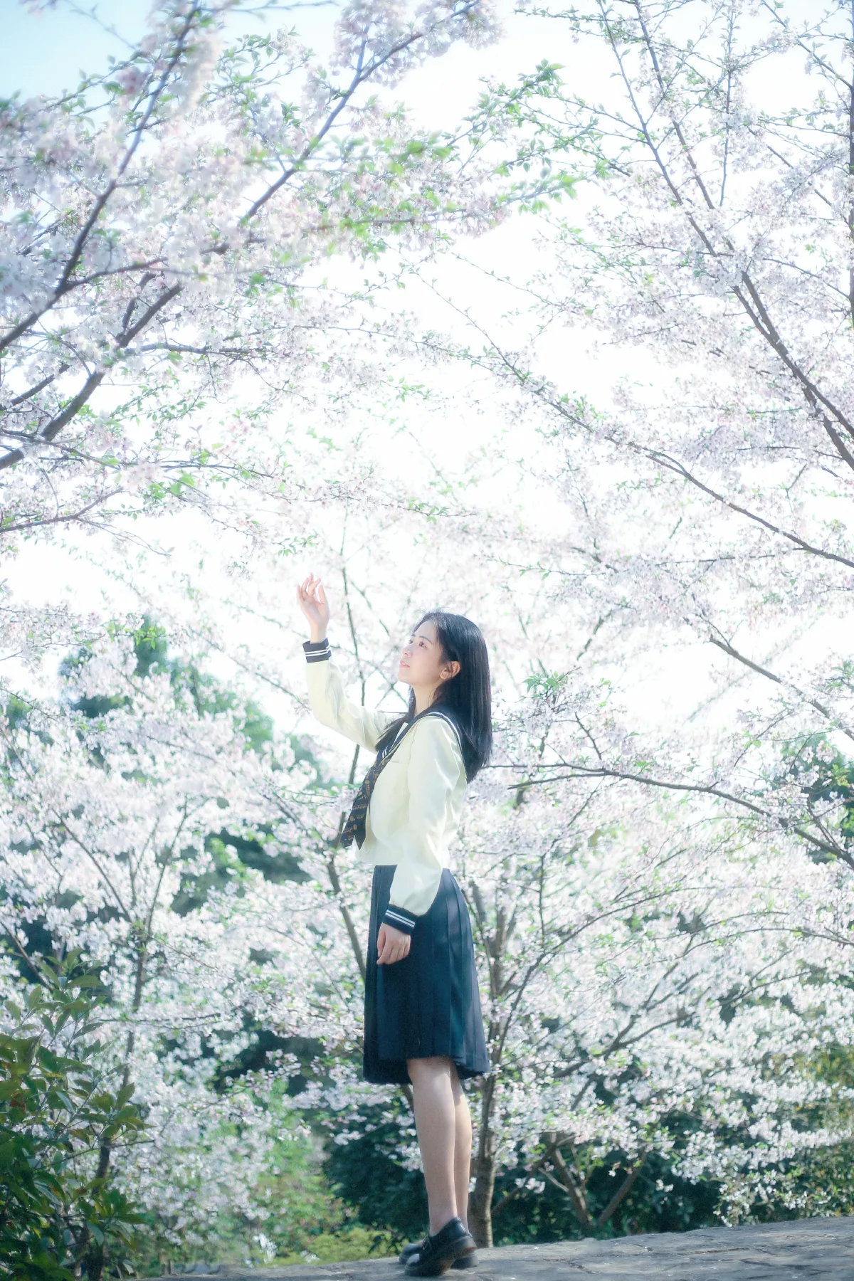 春日早樱