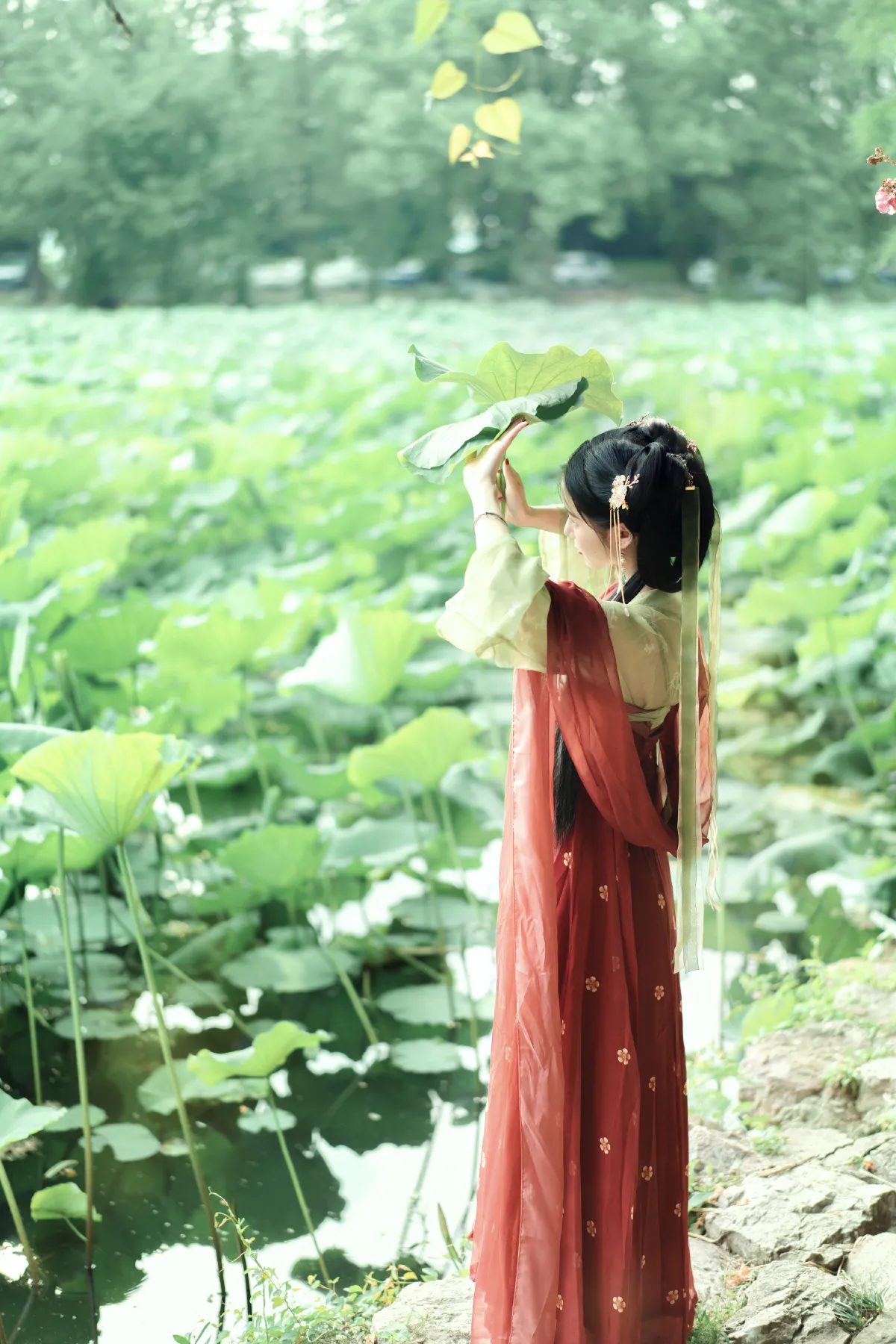 夏荷3