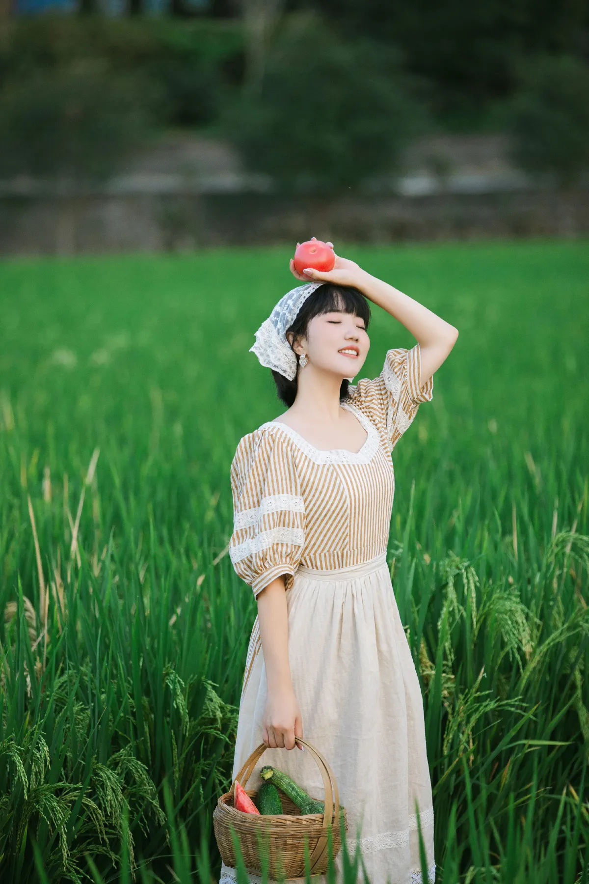 夏日稻田
