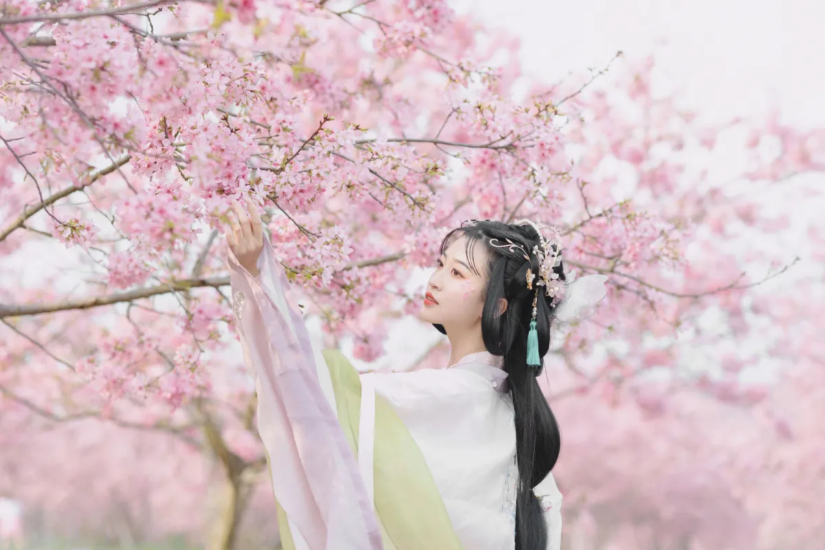 樱
