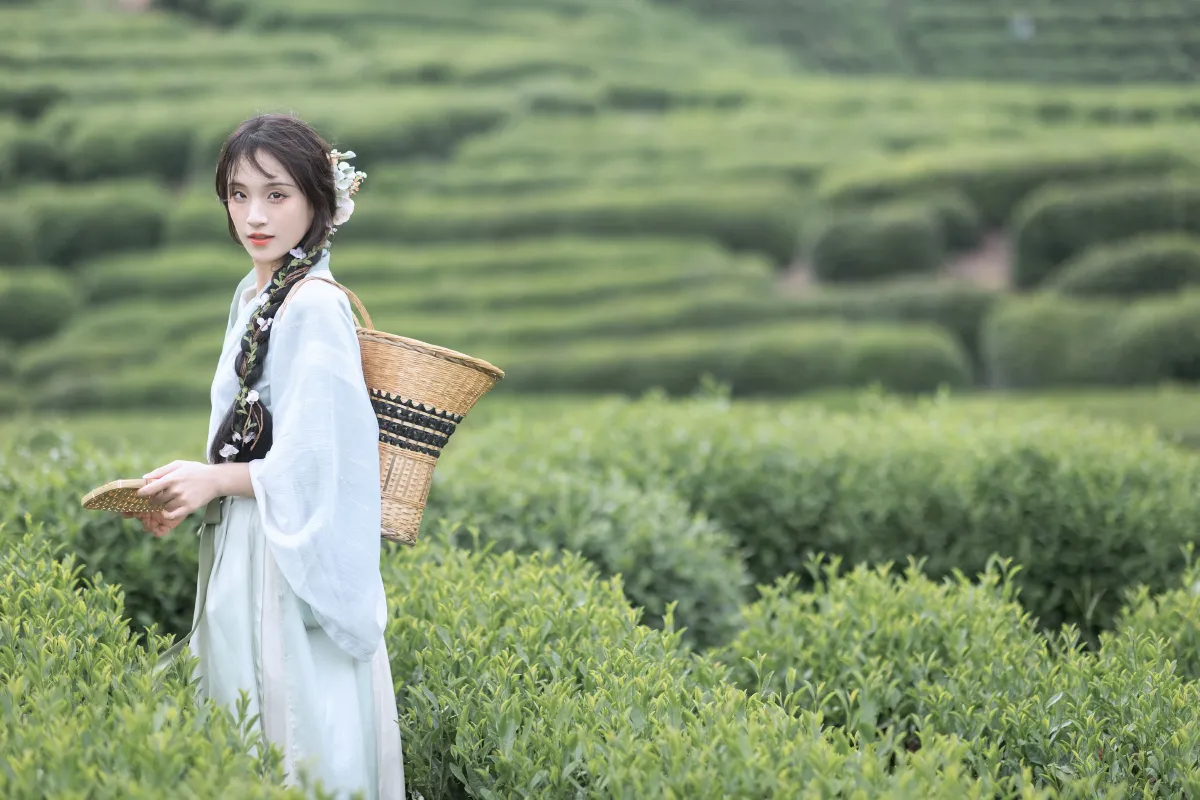采茶纪