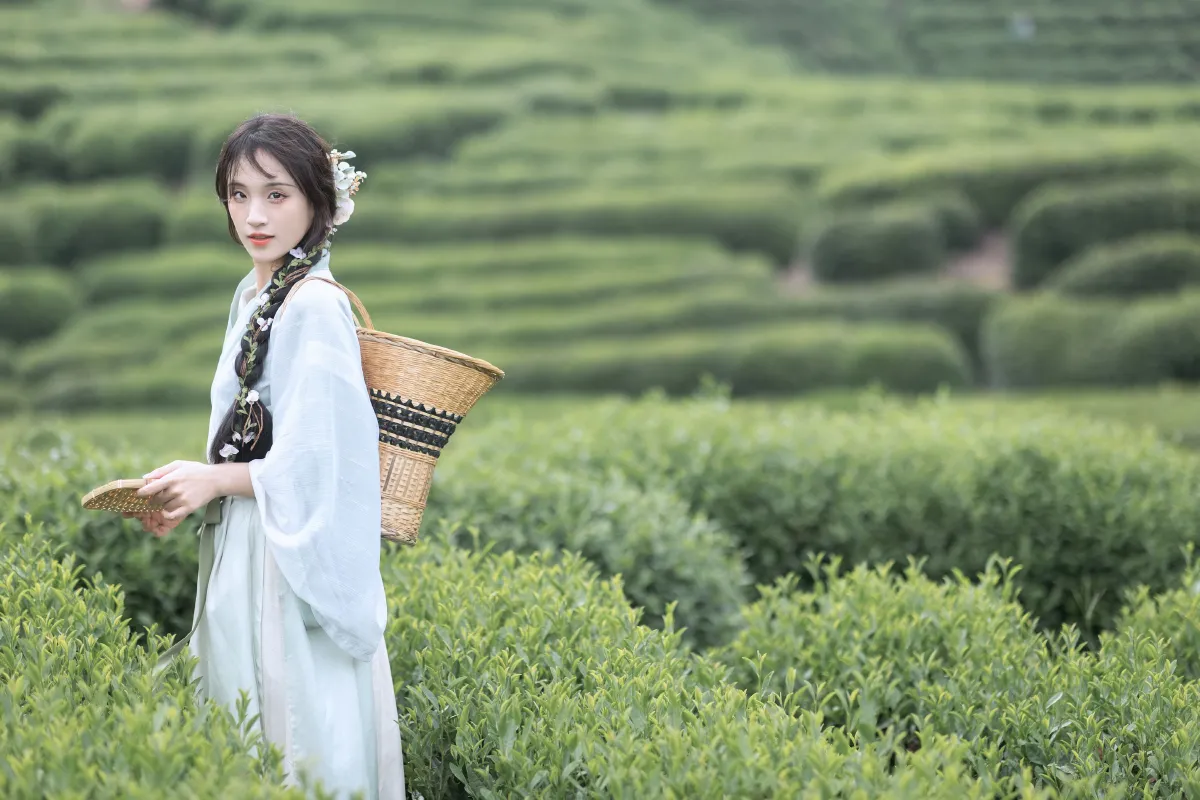 采茶纪3