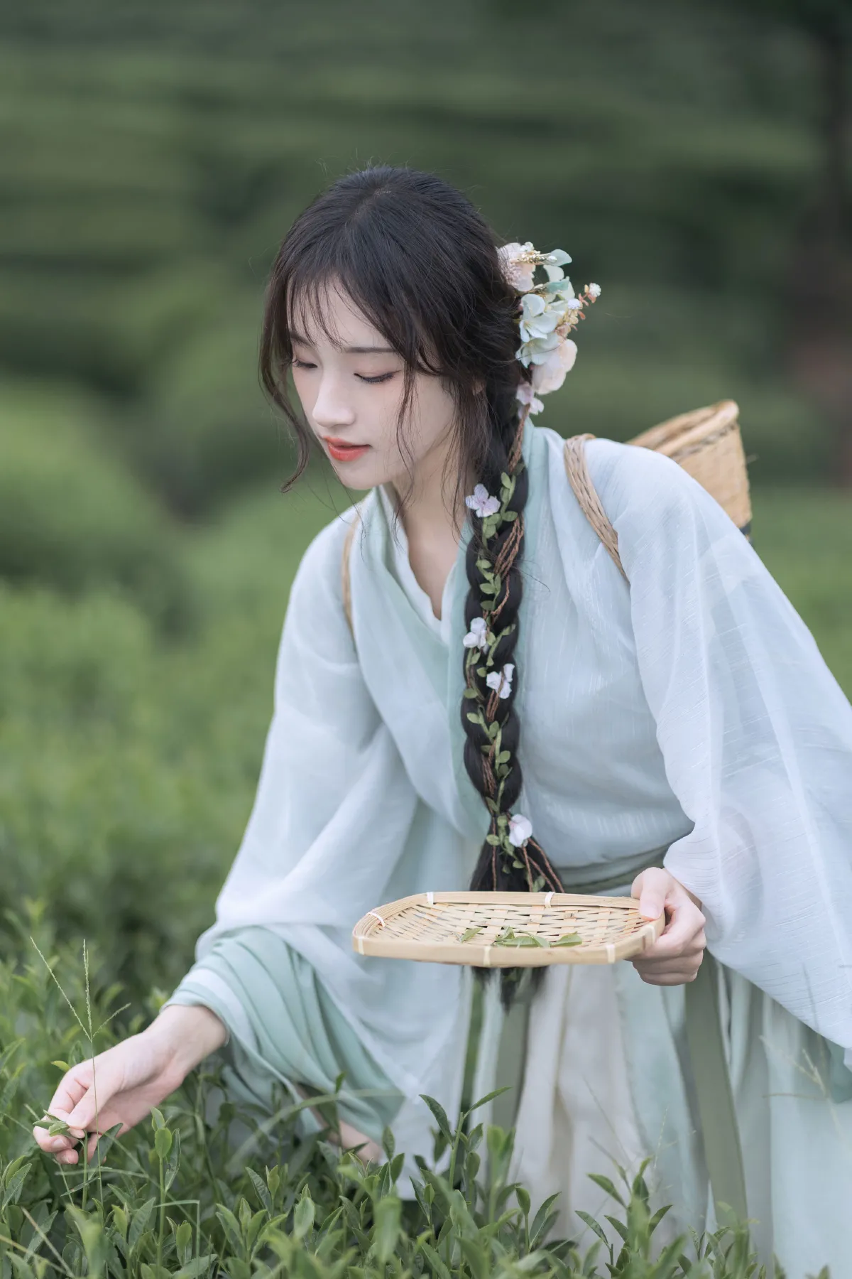 采茶纪