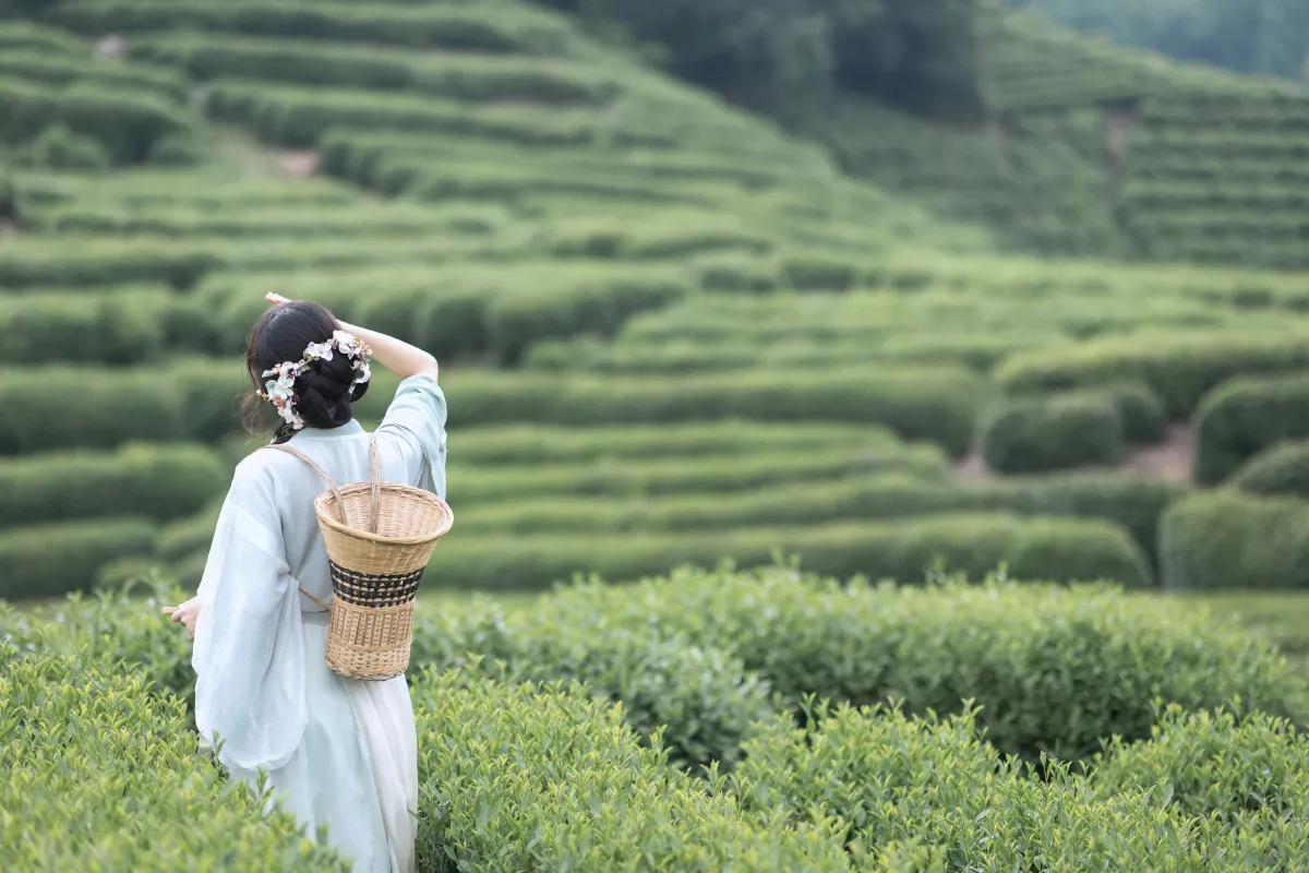采茶纪