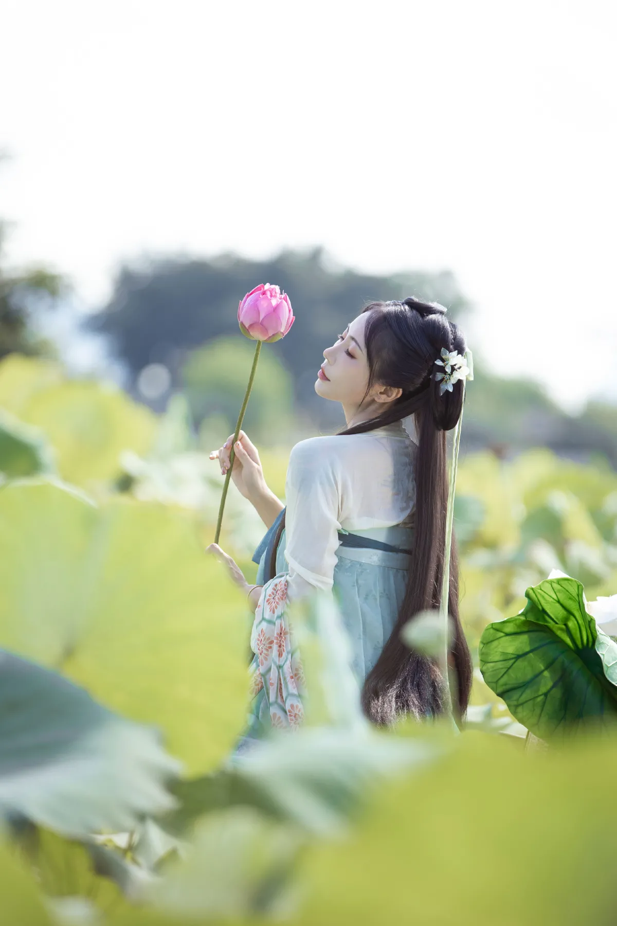 荷芰