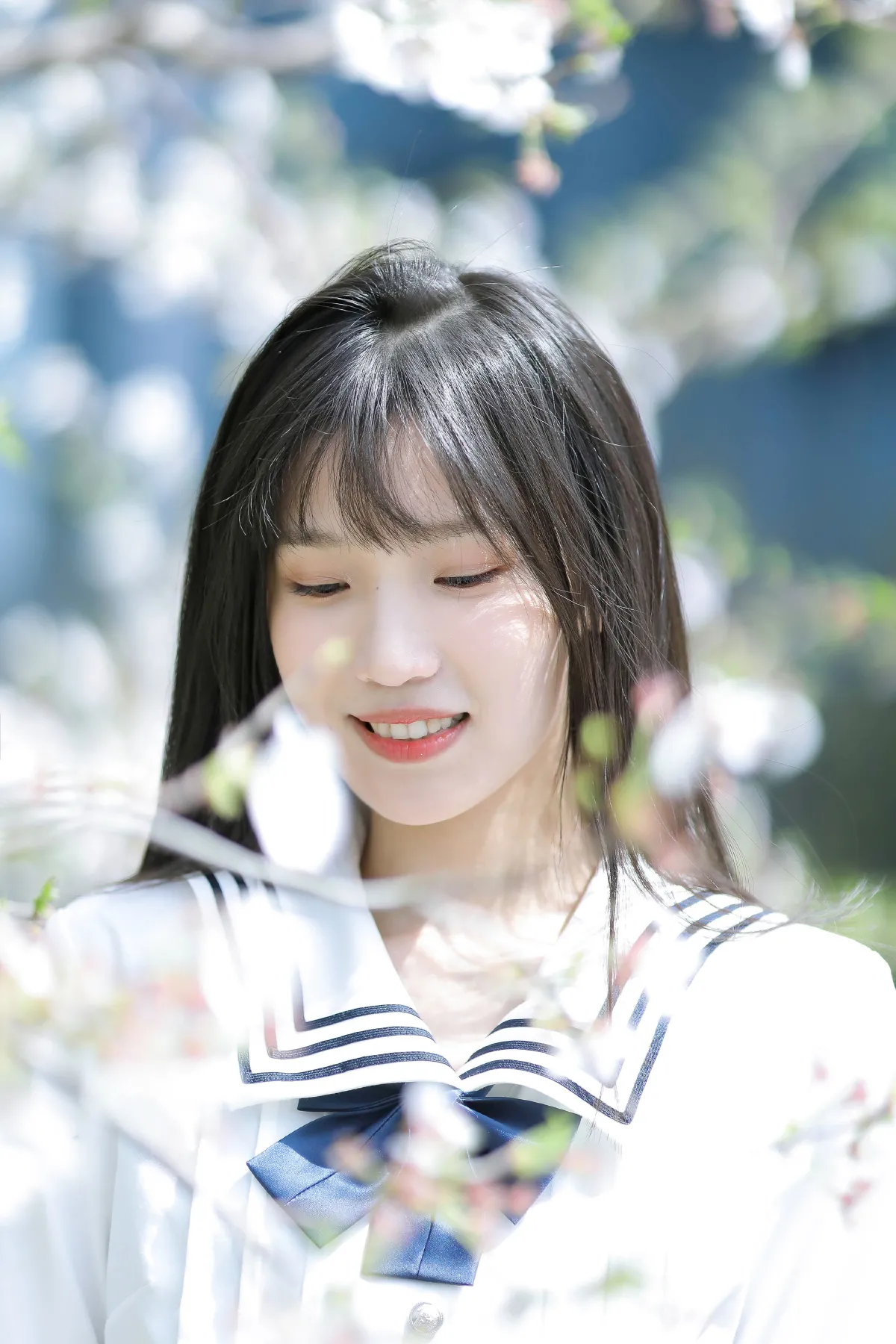 春日樱花