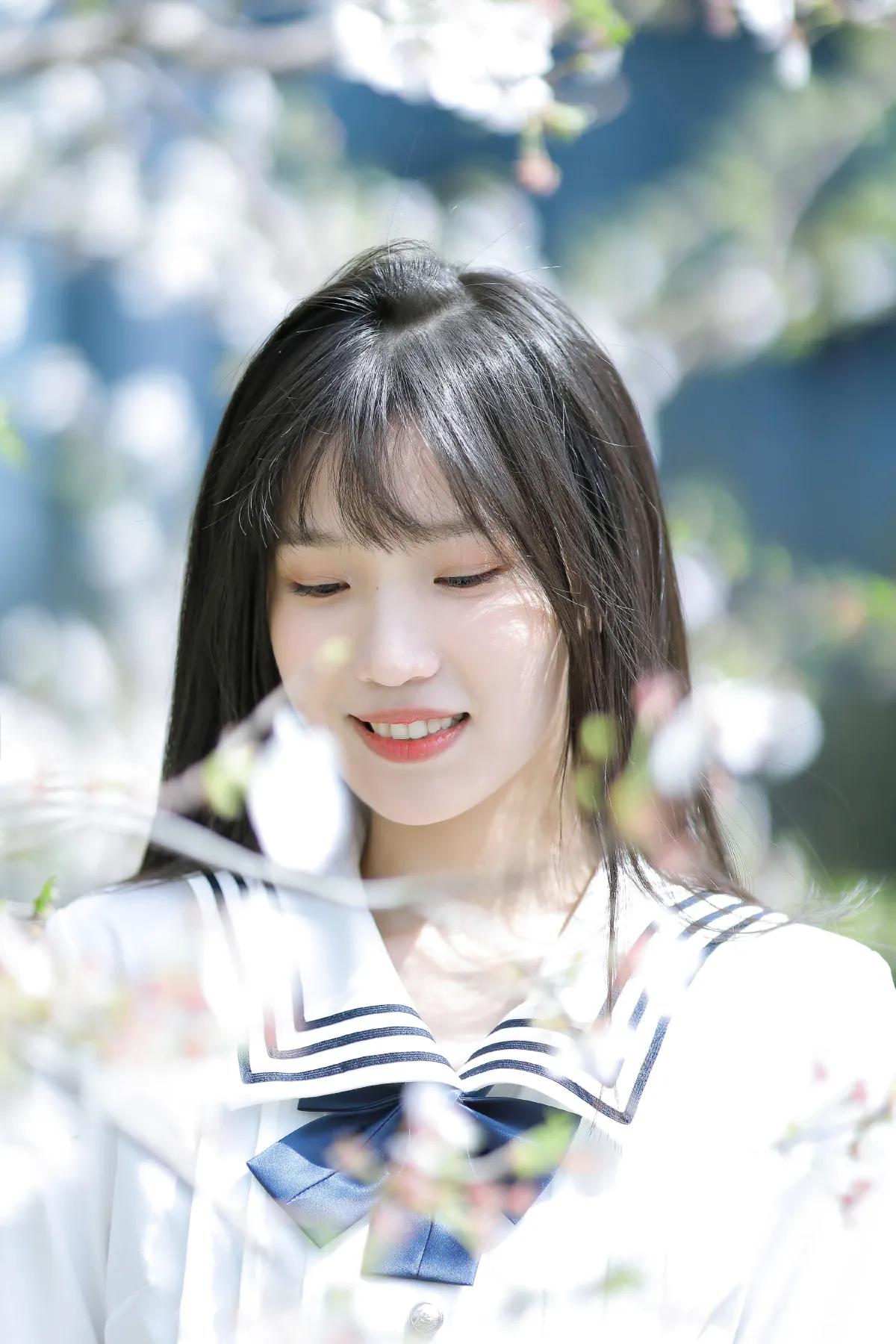 春日樱花1