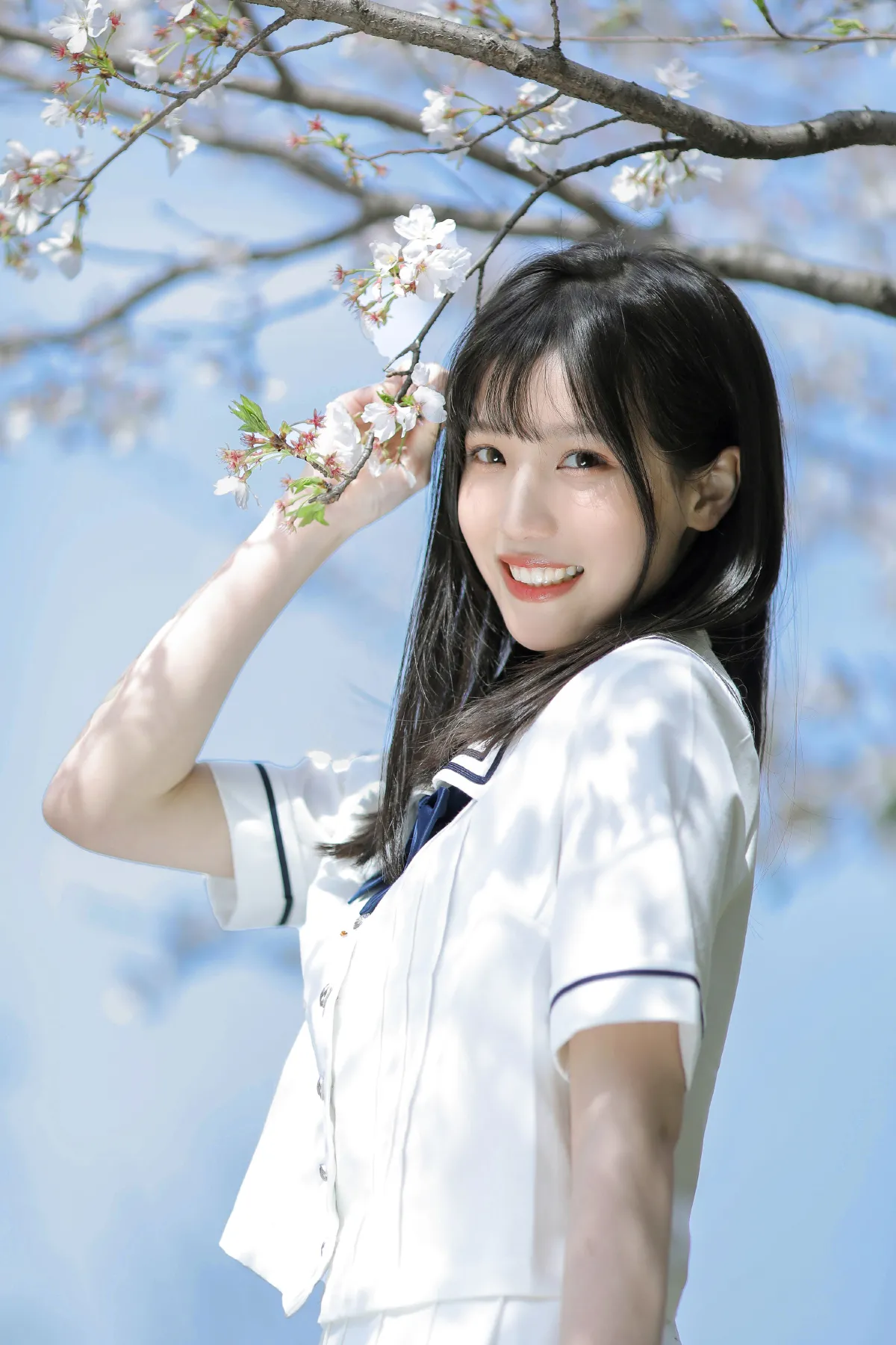 春日樱花