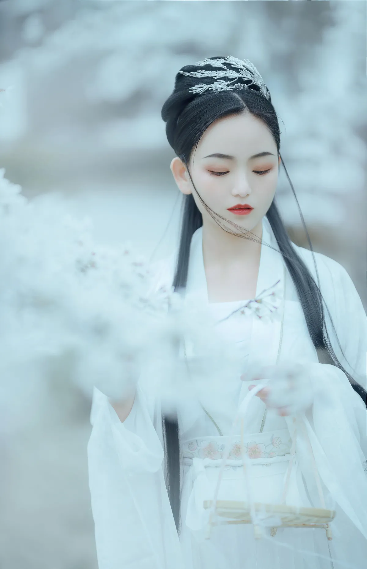 樱吹雪1