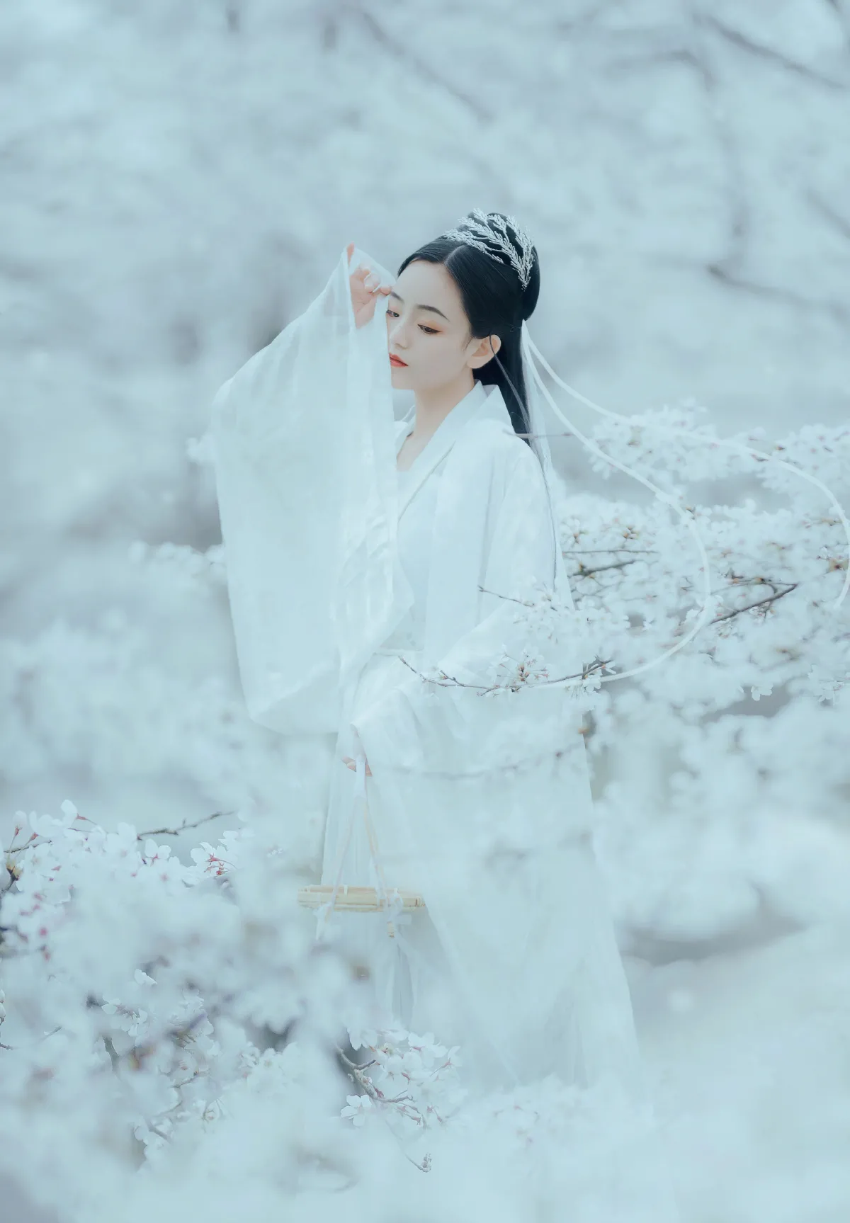 樱吹雪