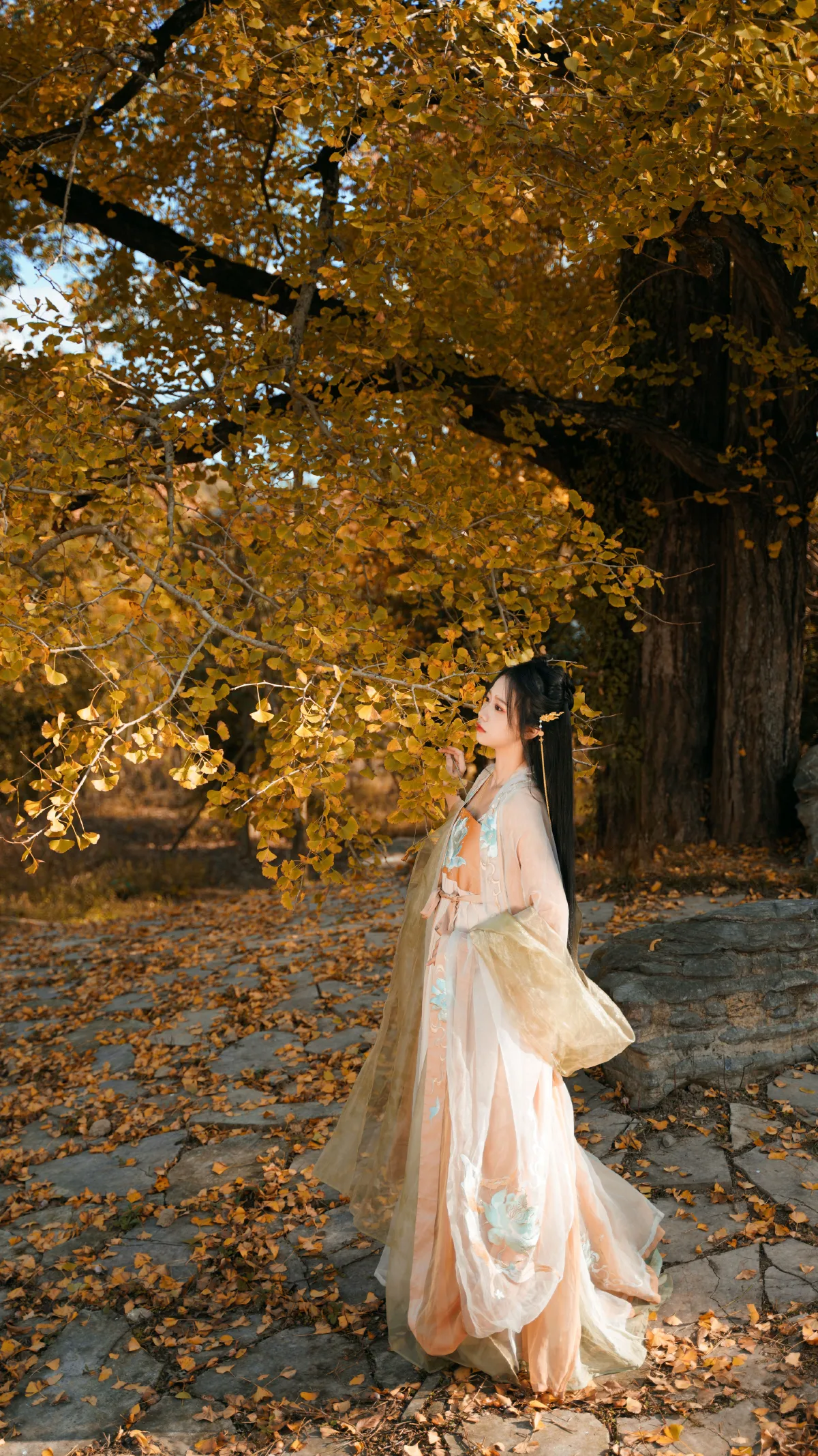银杏树下1