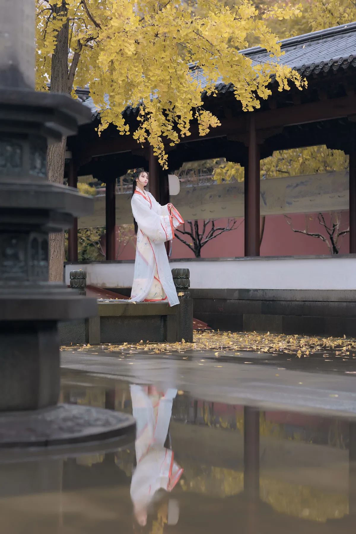 雨中银杏