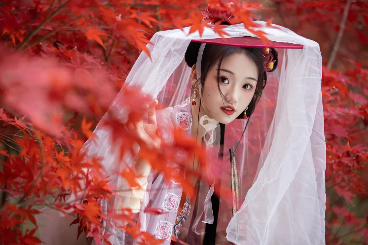 晚枫歌