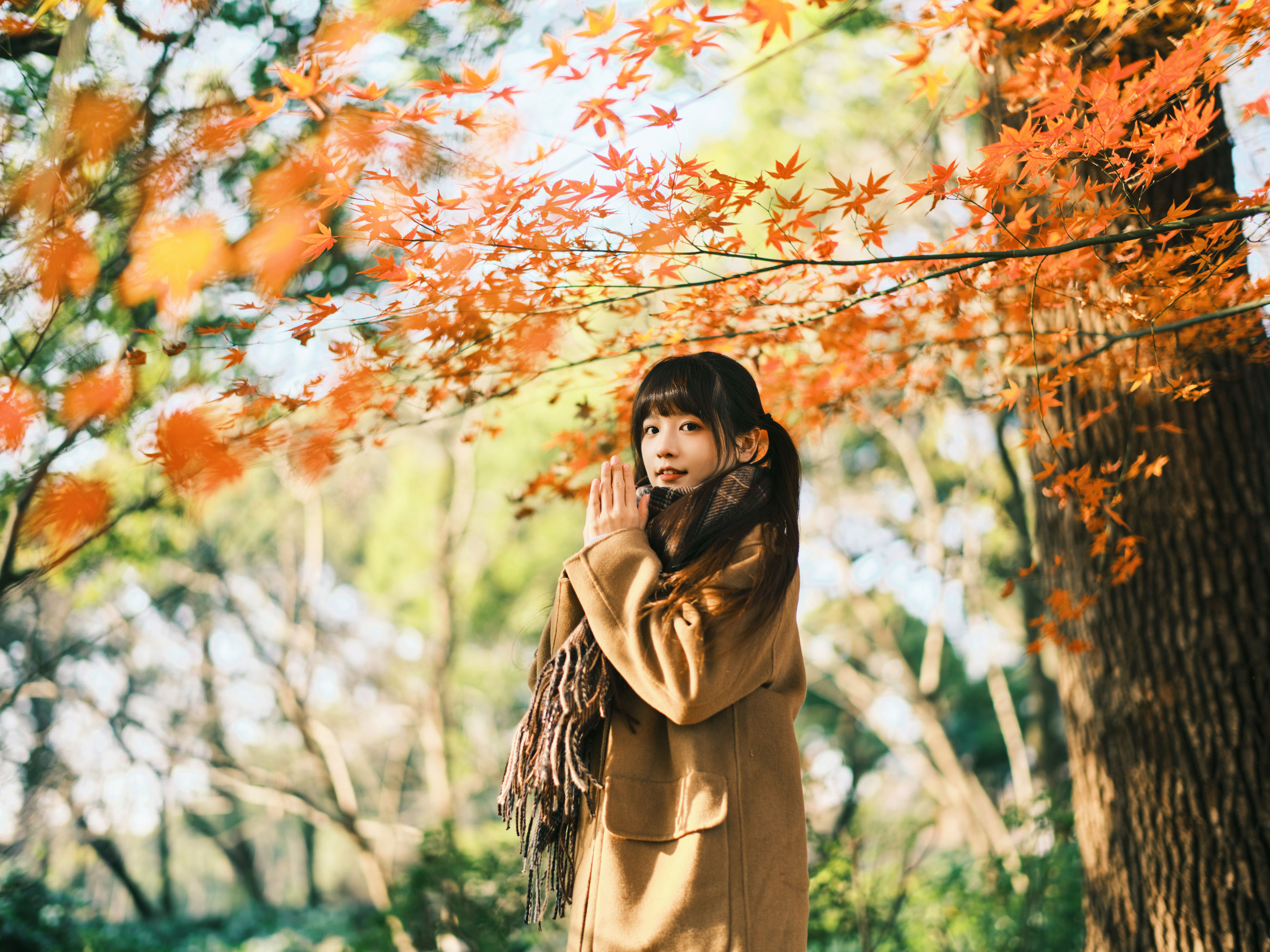 枫