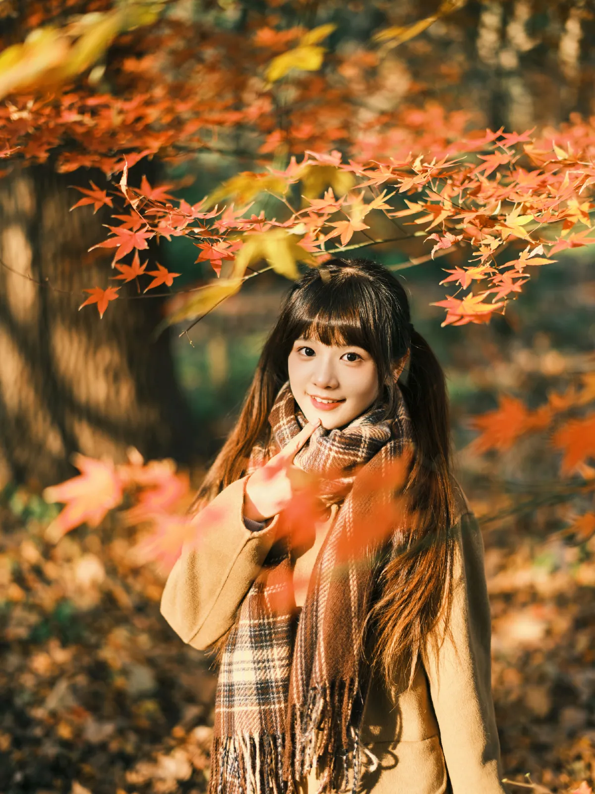 枫