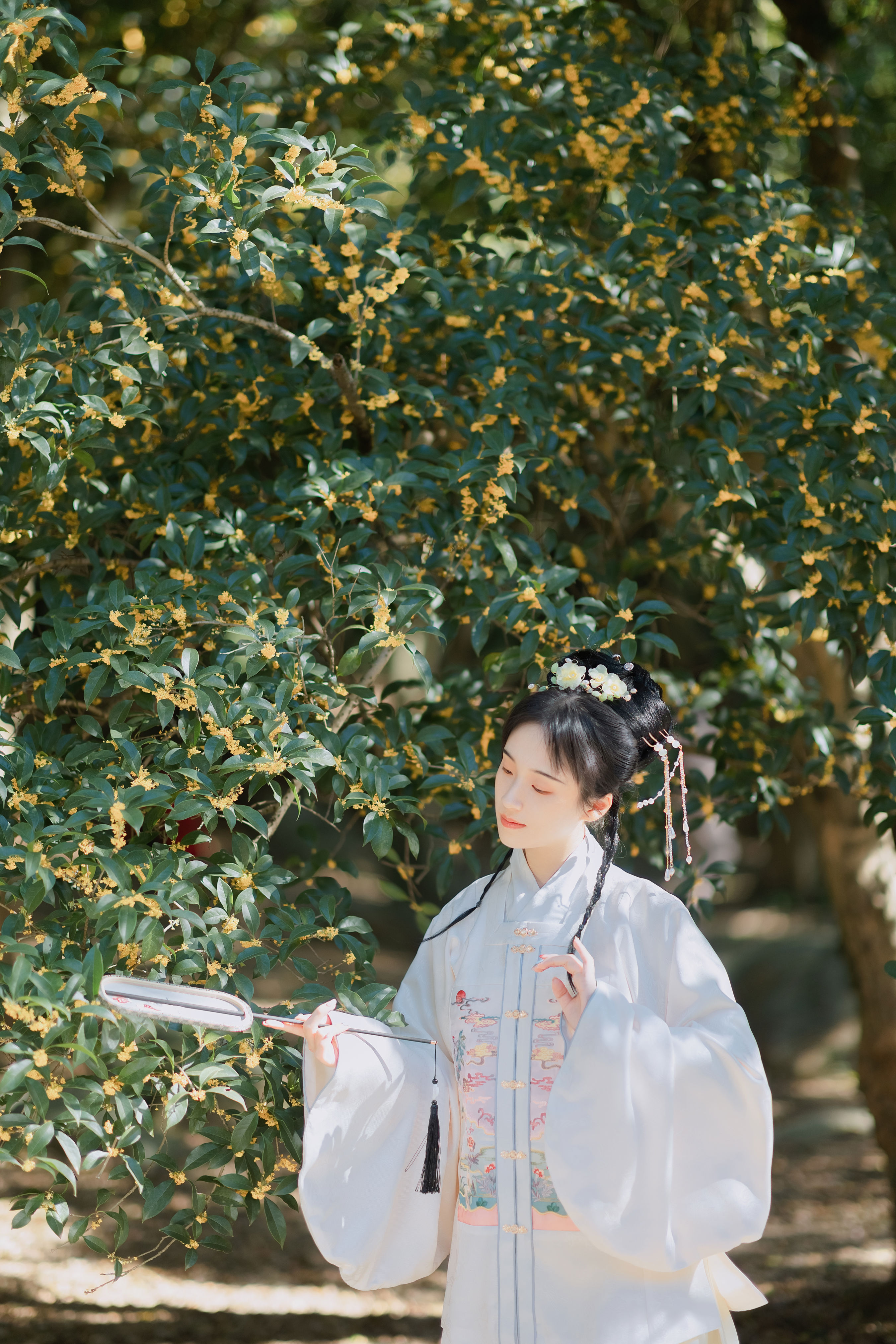 折桂令1