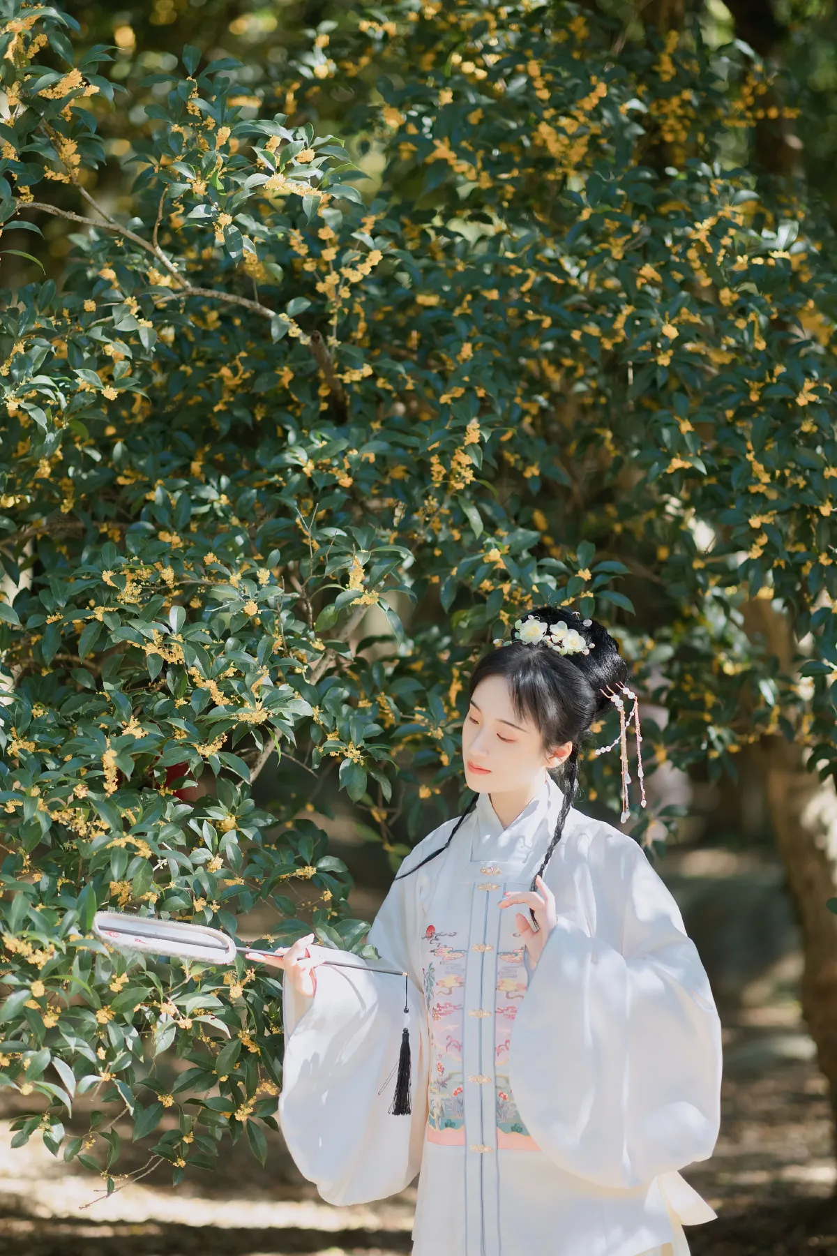 折桂令1