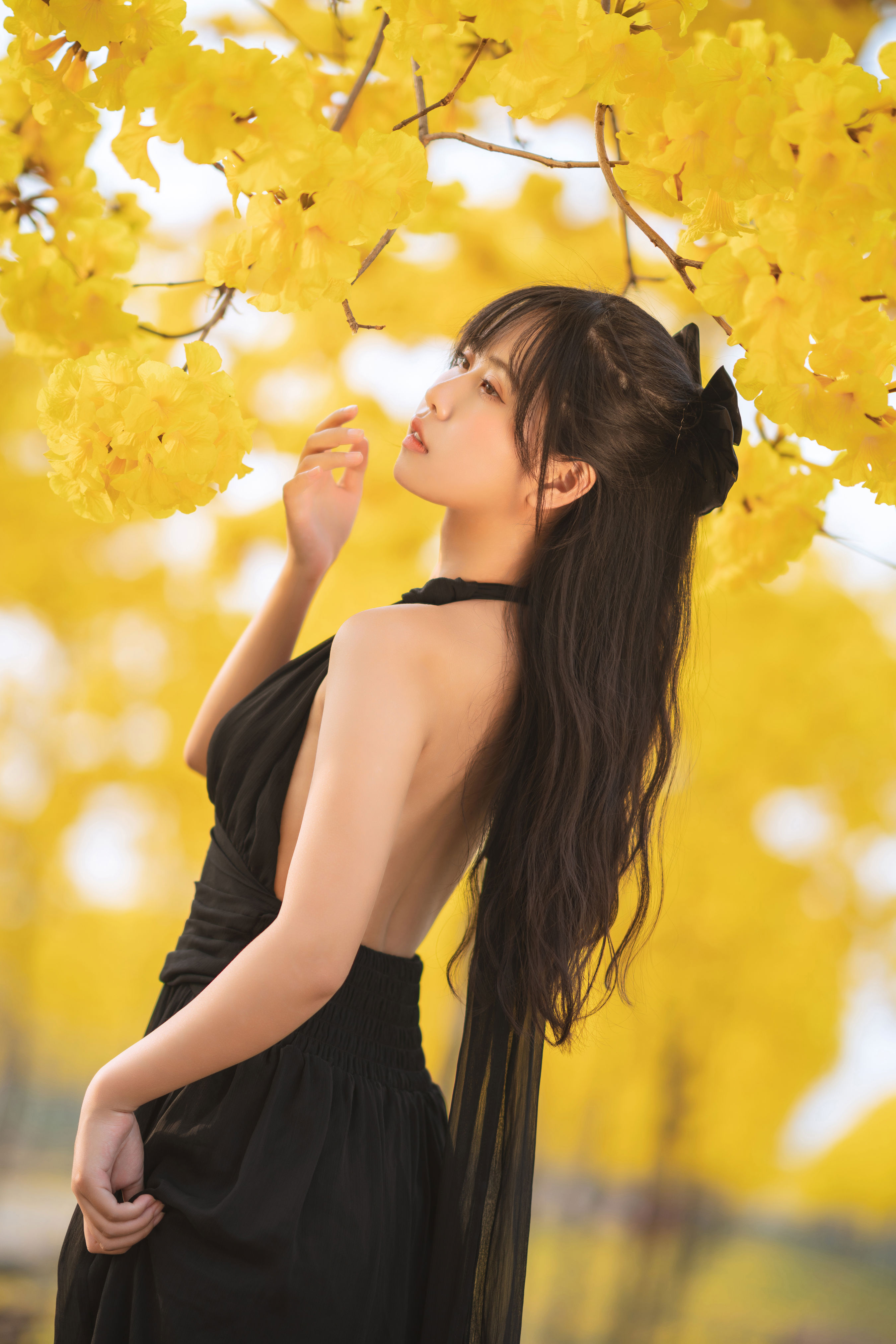 秋有银杏 春有黄风铃