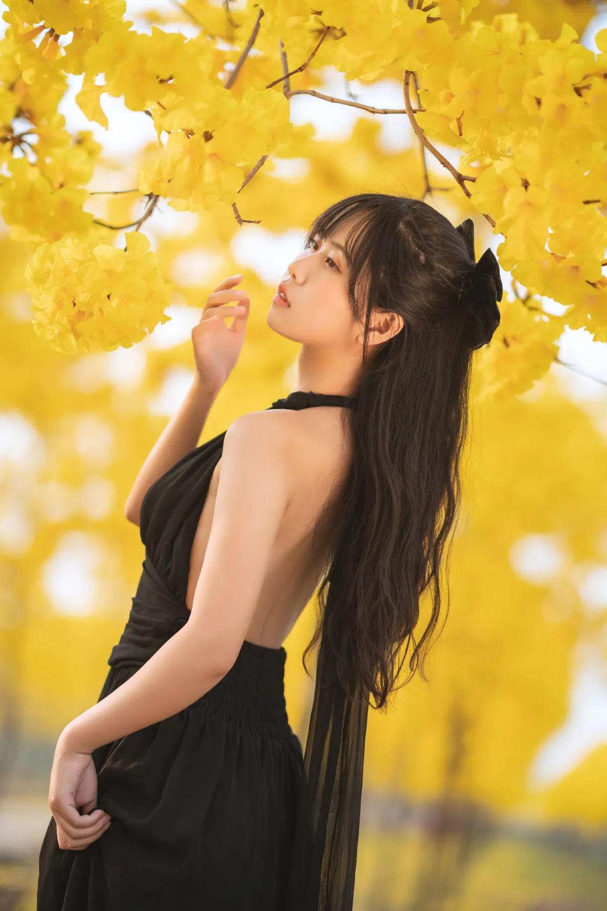 秋有银杏 春有黄风铃1