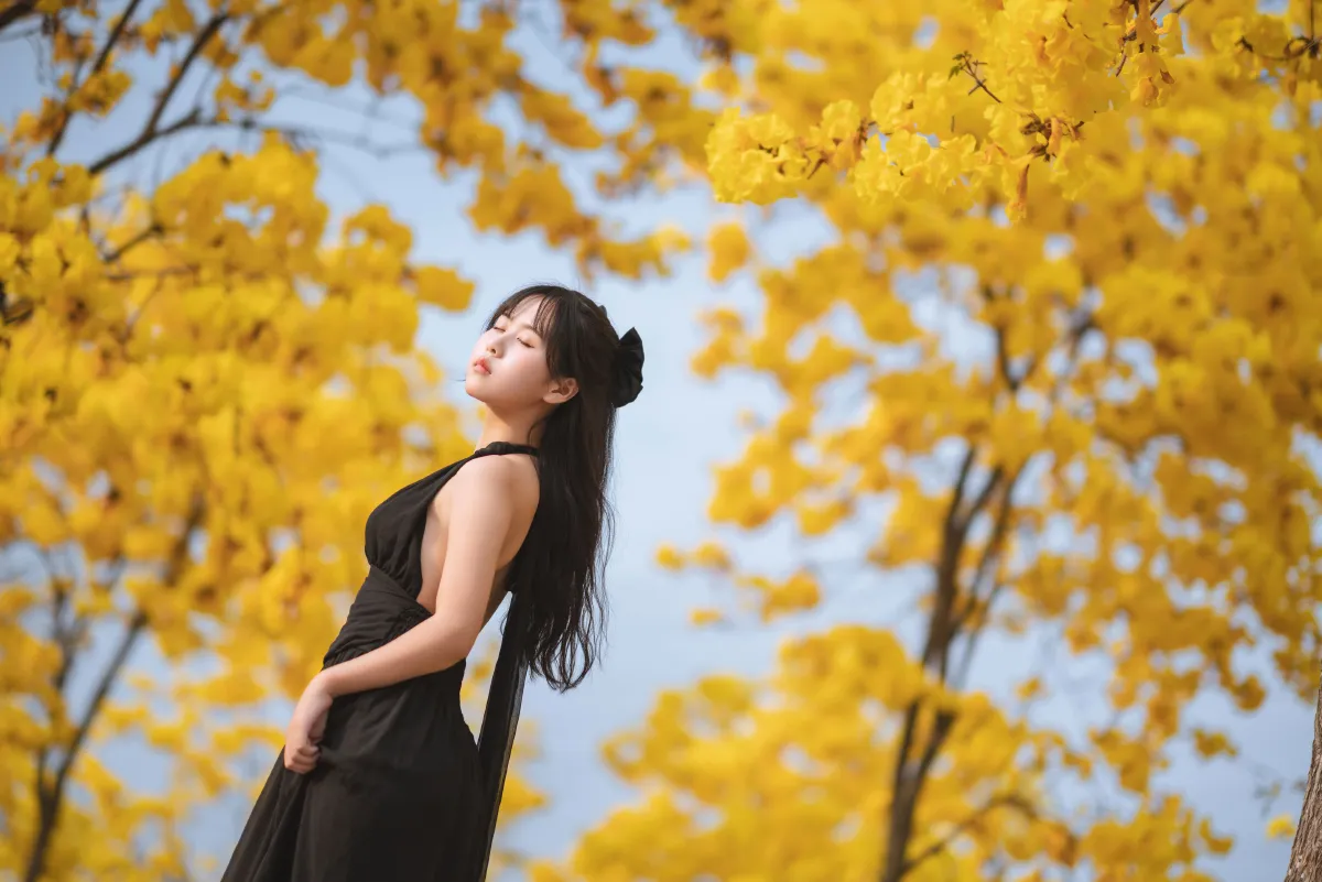 秋有银杏 春有黄风铃