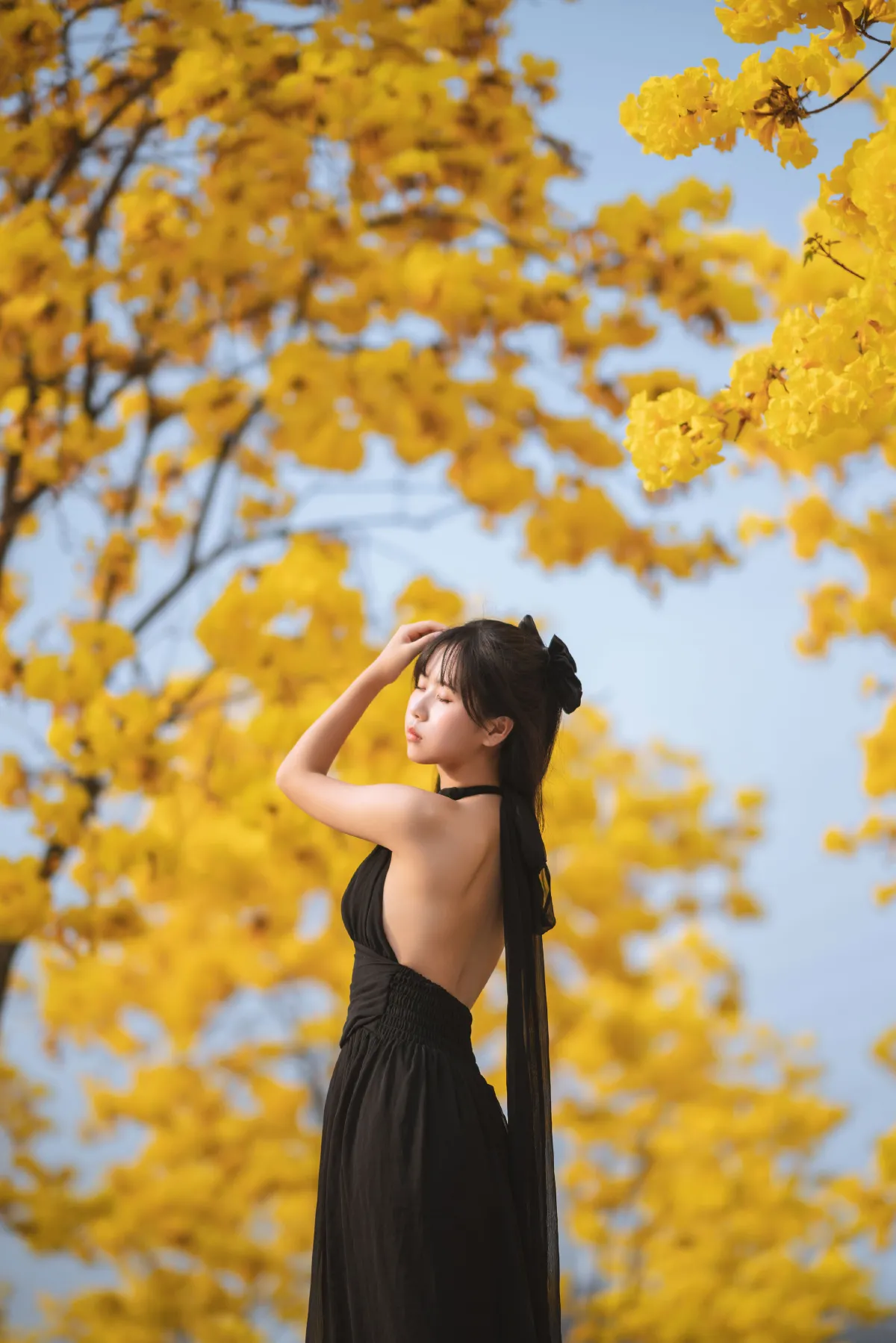 秋有银杏 春有黄风铃